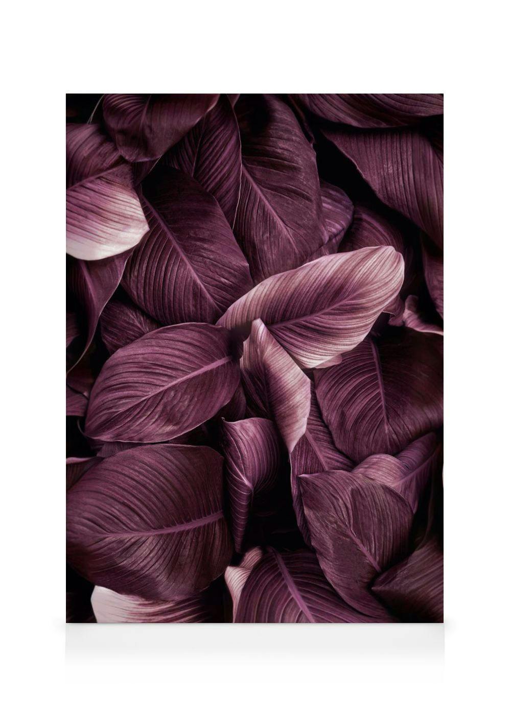 Paarse Bladeren No2 Canvas (70x100 cm - Fotolijst Zwart) - Poster Store