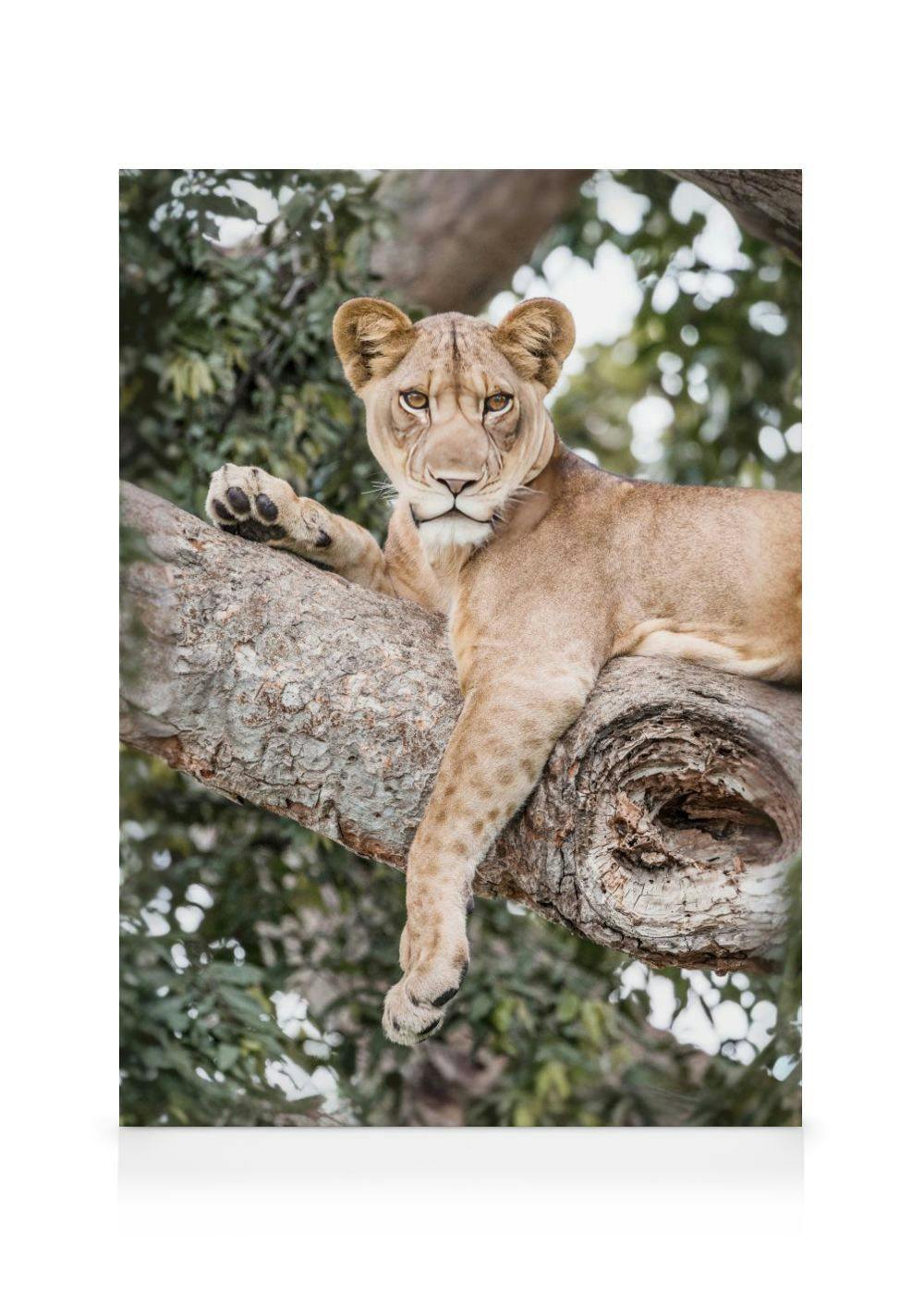 Leinwandbild einer hellbraunen Löwin, die auf einem dicken Ast liegt und direkt in die Kamera blickt.