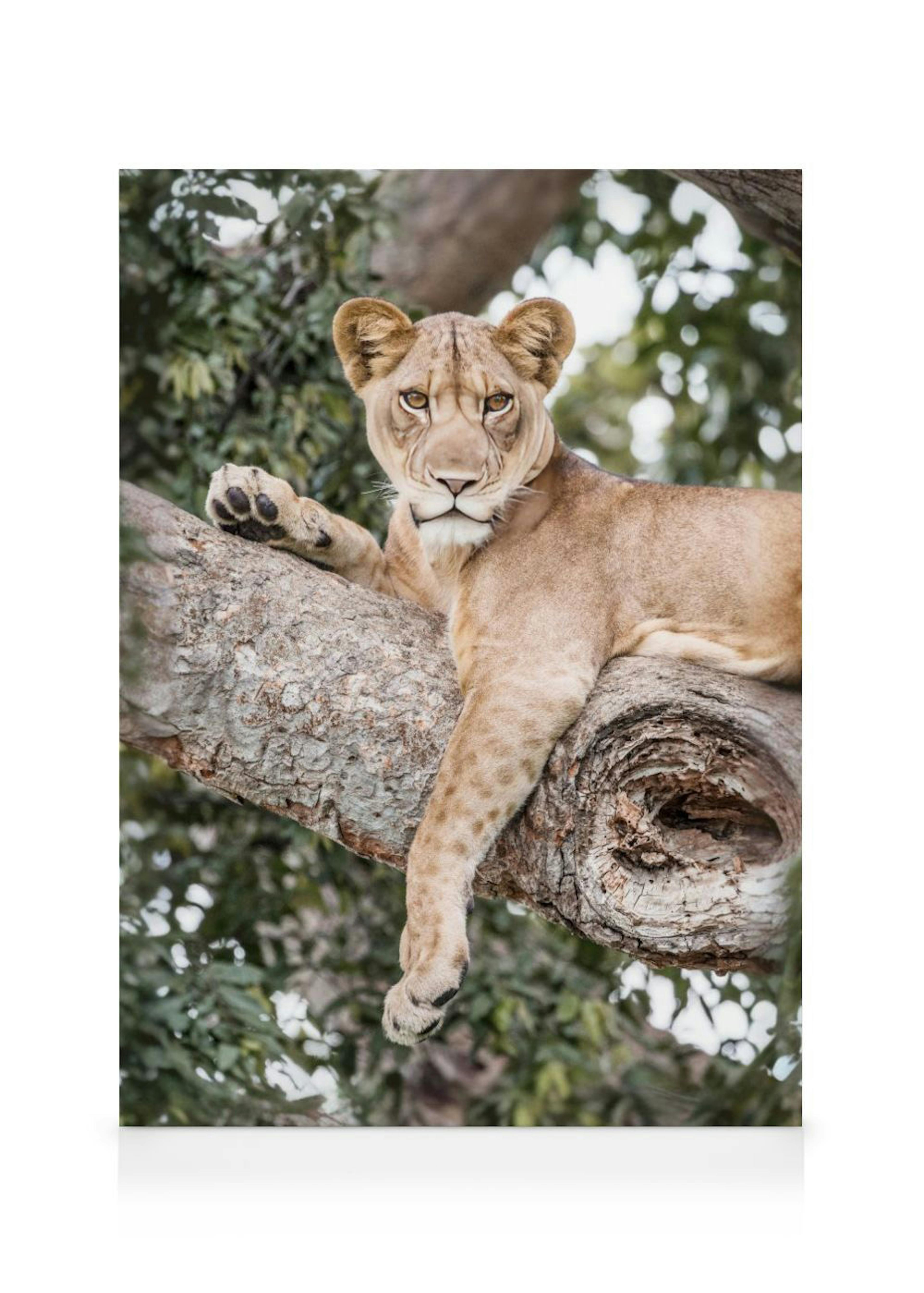 Leinwandbild einer hellbraunen Löwin, die auf einem dicken Ast liegt und direkt in die Kamera blickt.