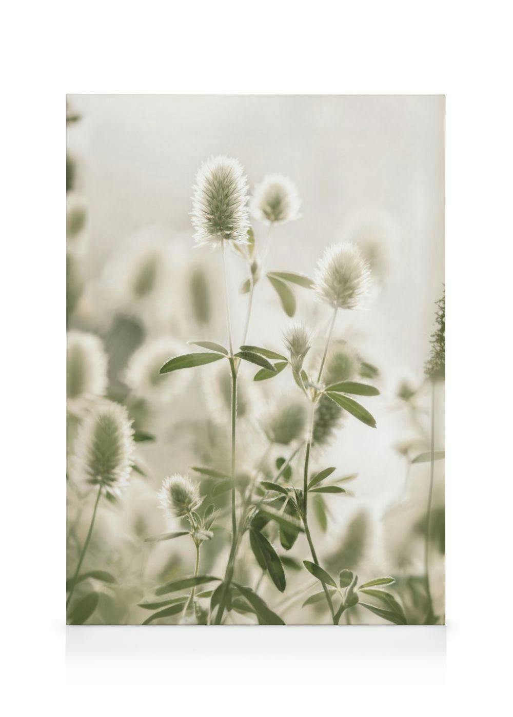Hasenfußklee Leinwandbild (50x70 cm - Holzrahmen schwarz) - Poster Store