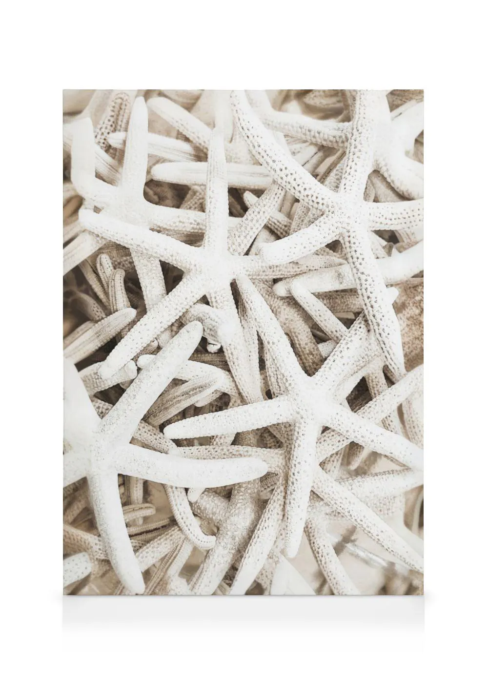 A canvas displaying a close-up of numerous white, textured starfish, creating a natural coastal pattern.