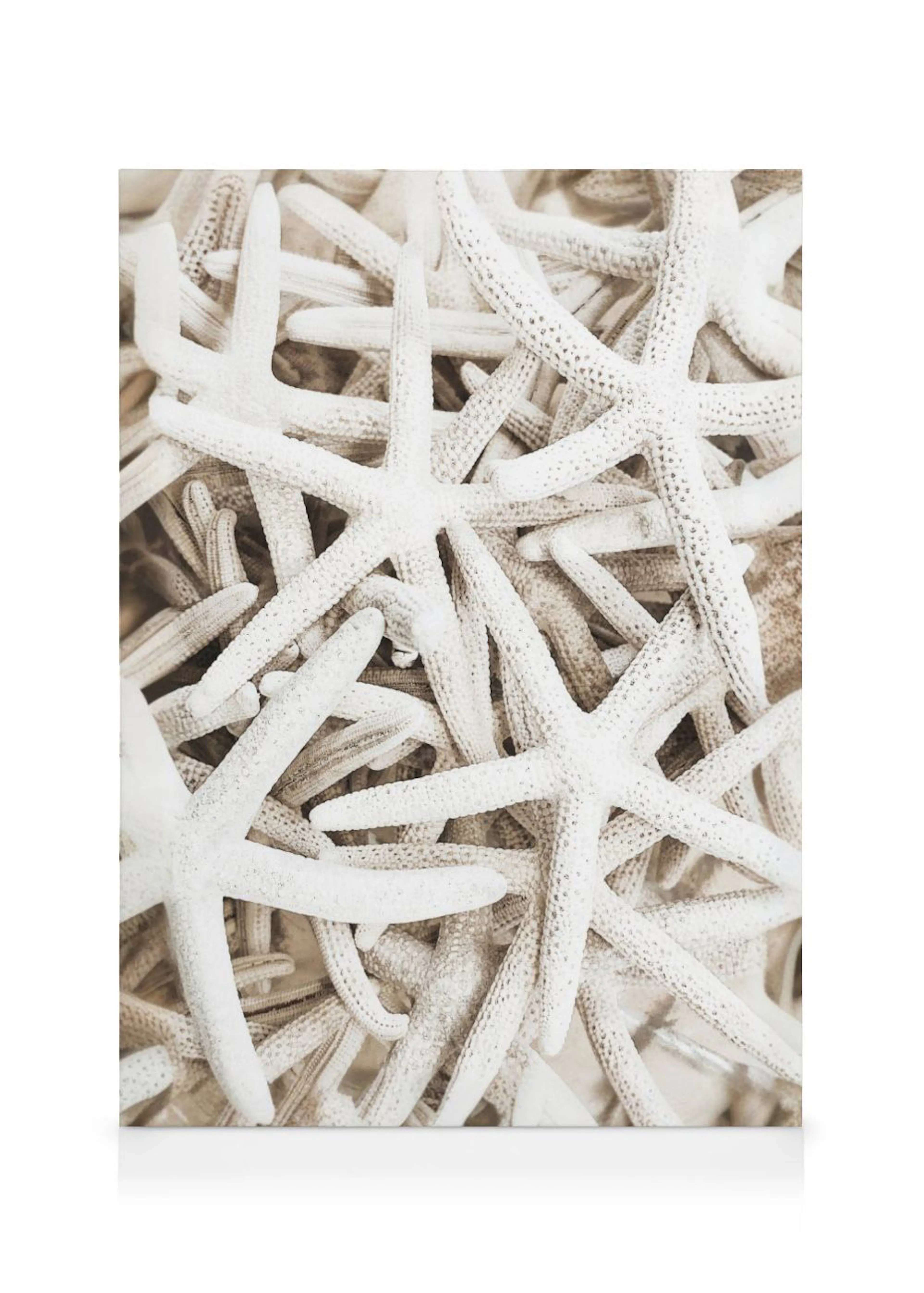 A canvas displaying a close-up of numerous white, textured starfish, creating a natural coastal pattern.
