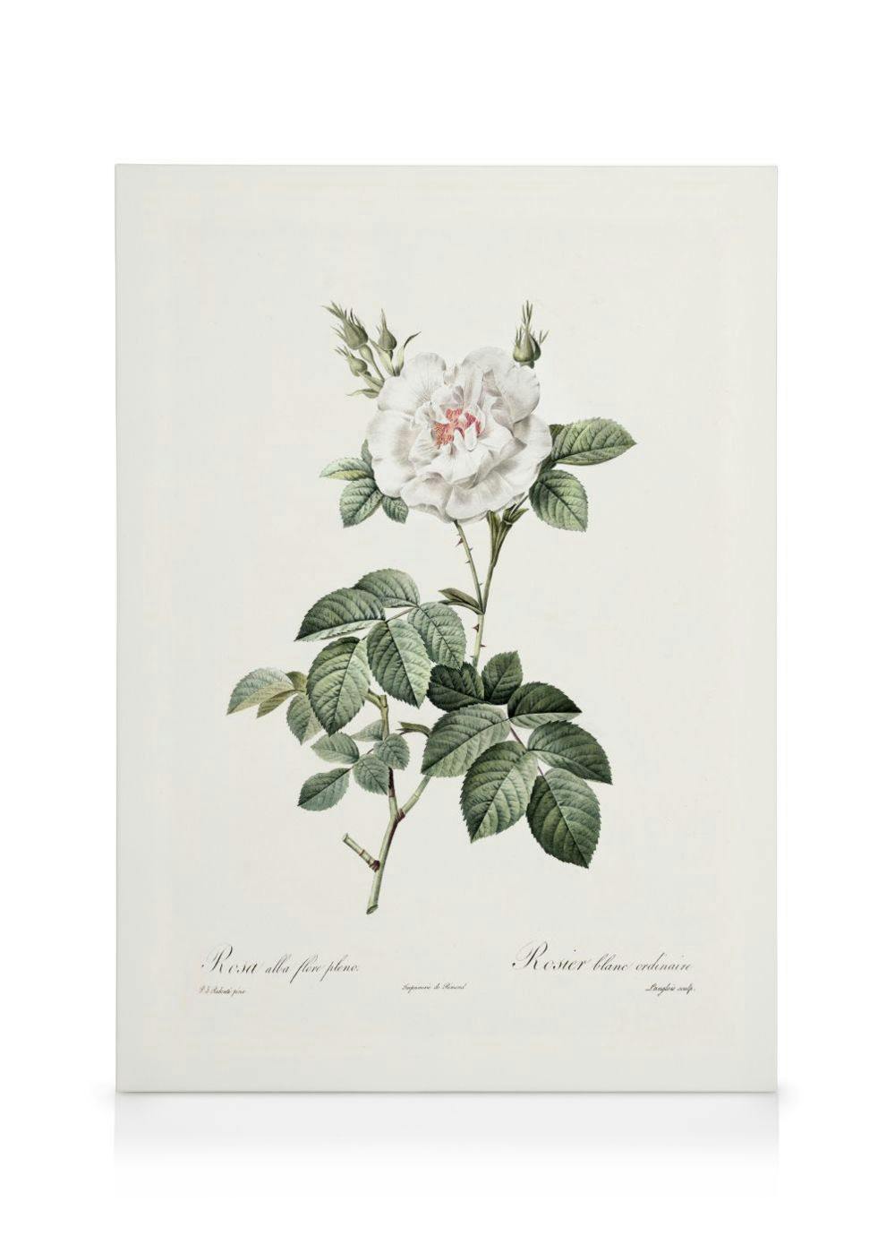 Leinwandbild mit einer weißen Rose, grünen Blättern und Knospen im botanischen Stil.