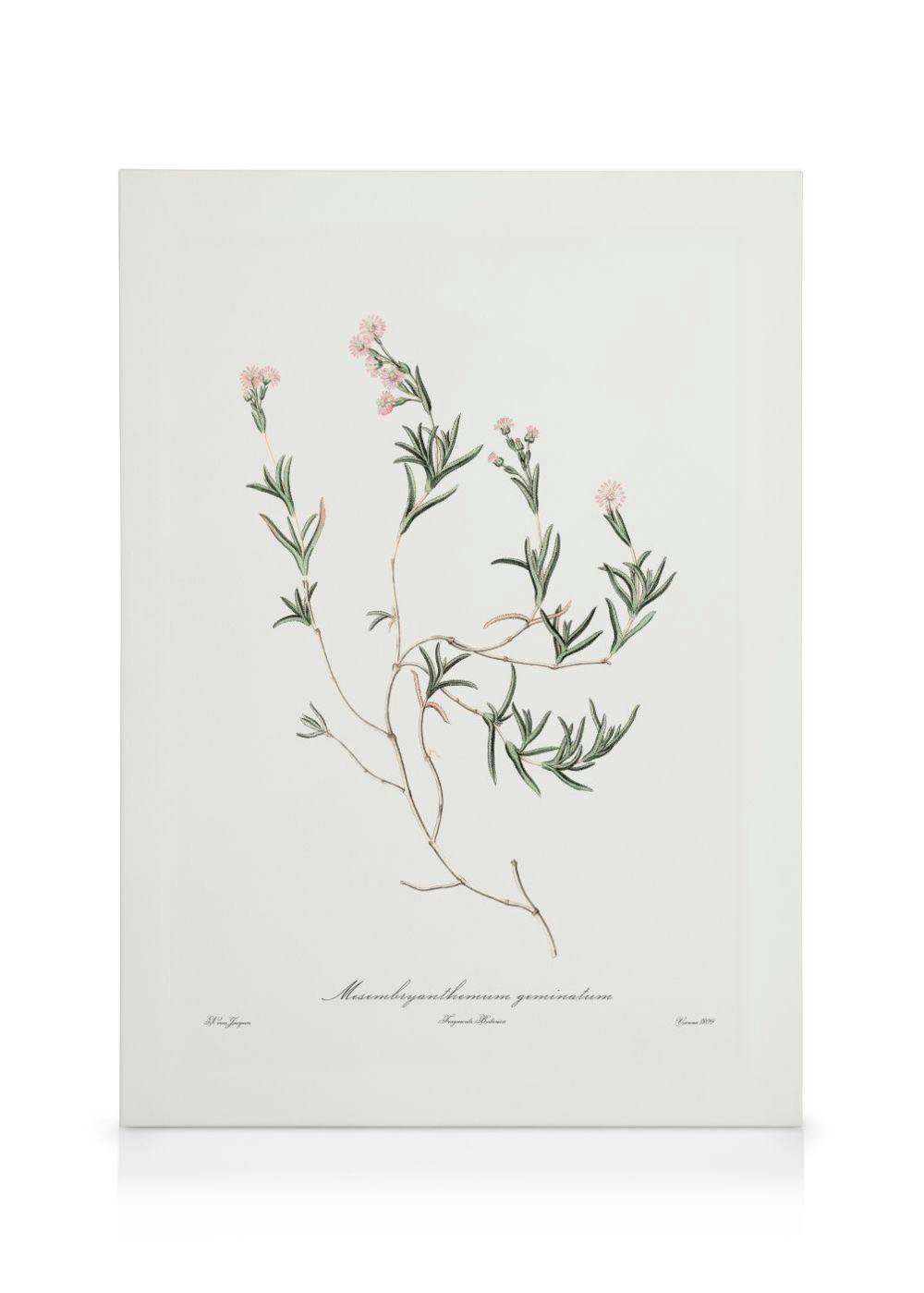 Roze Plant Illustratie Canvas (30x40 cm) - Poster Store