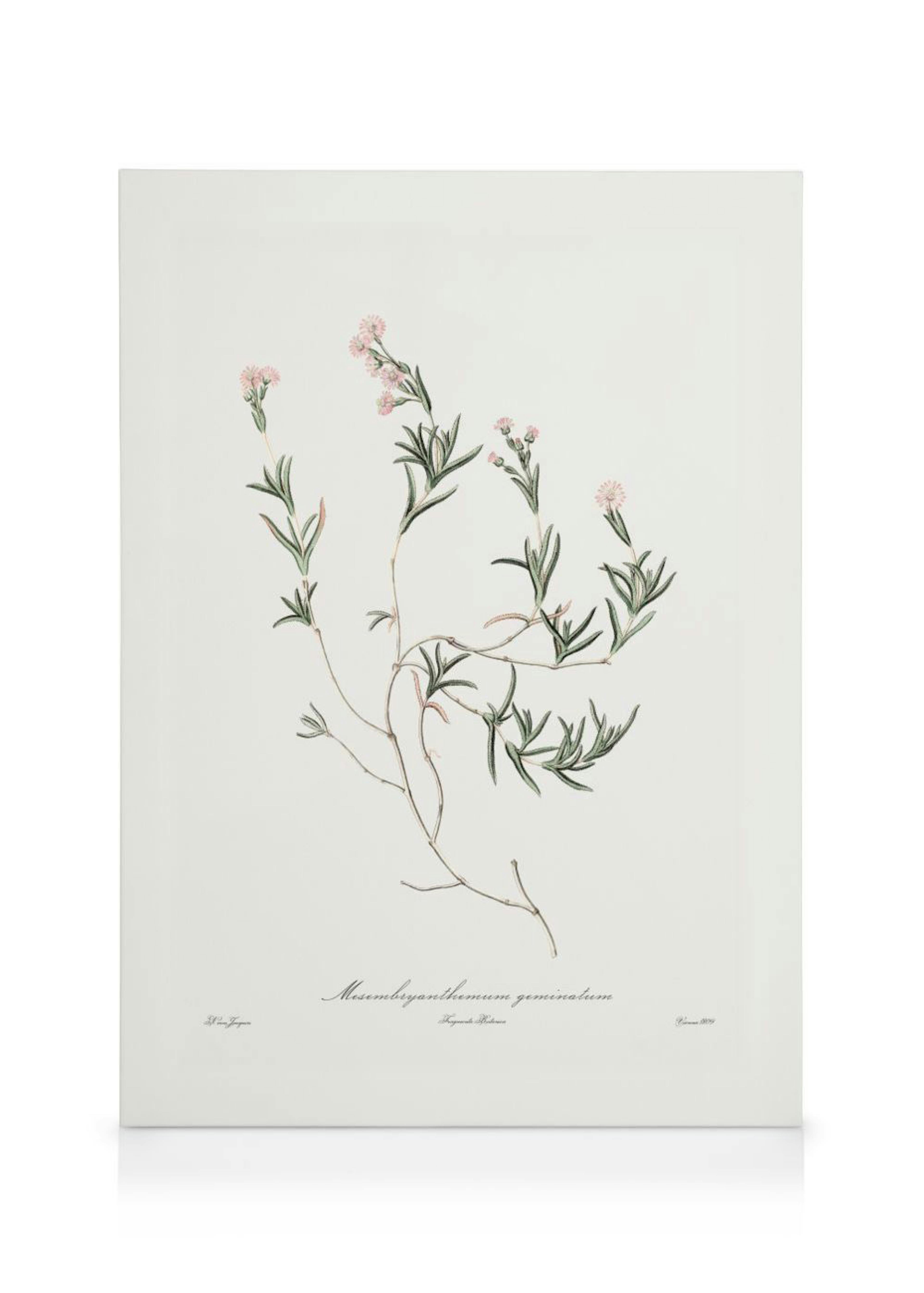 A Mesembryanthemum geminatum botanical illustration canvas with pink flowers and green leaves on a white background.