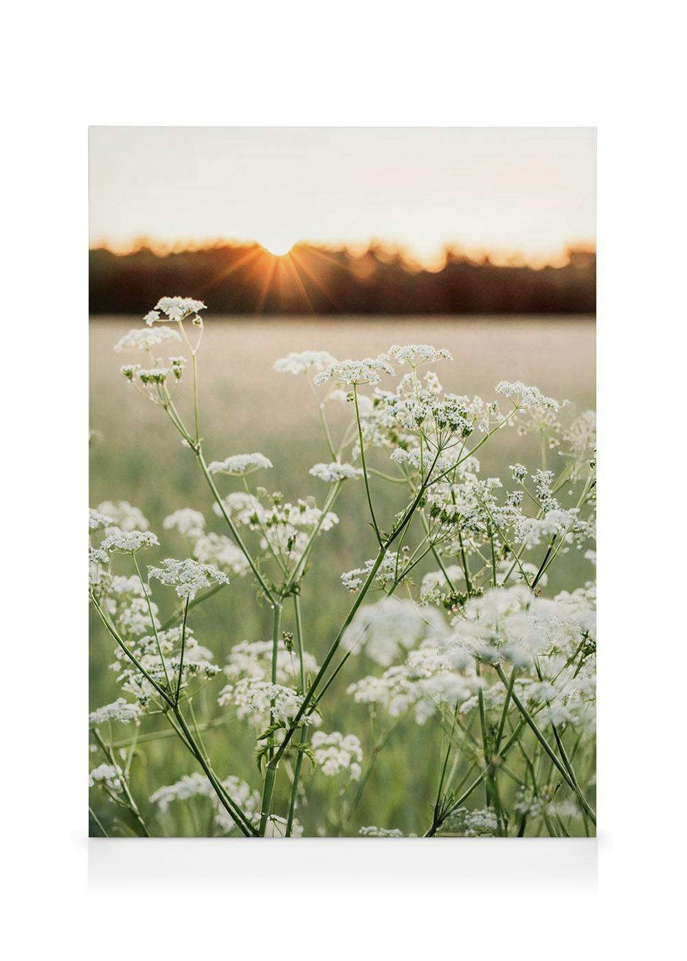 A canvas showing a field of white flowers at sunset with a bright sunburst on the horizon.