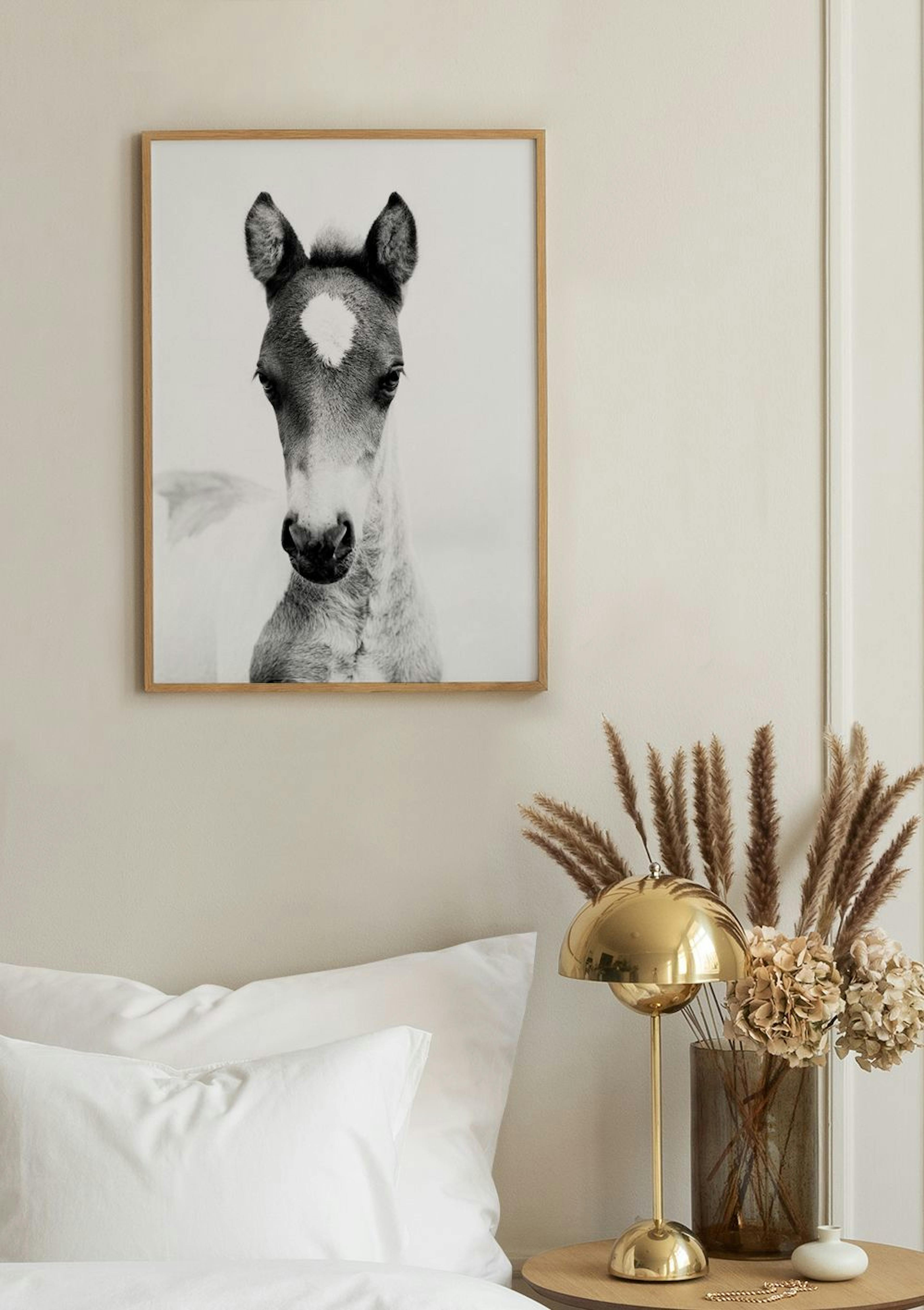 Horse Foal Poster thumbnail