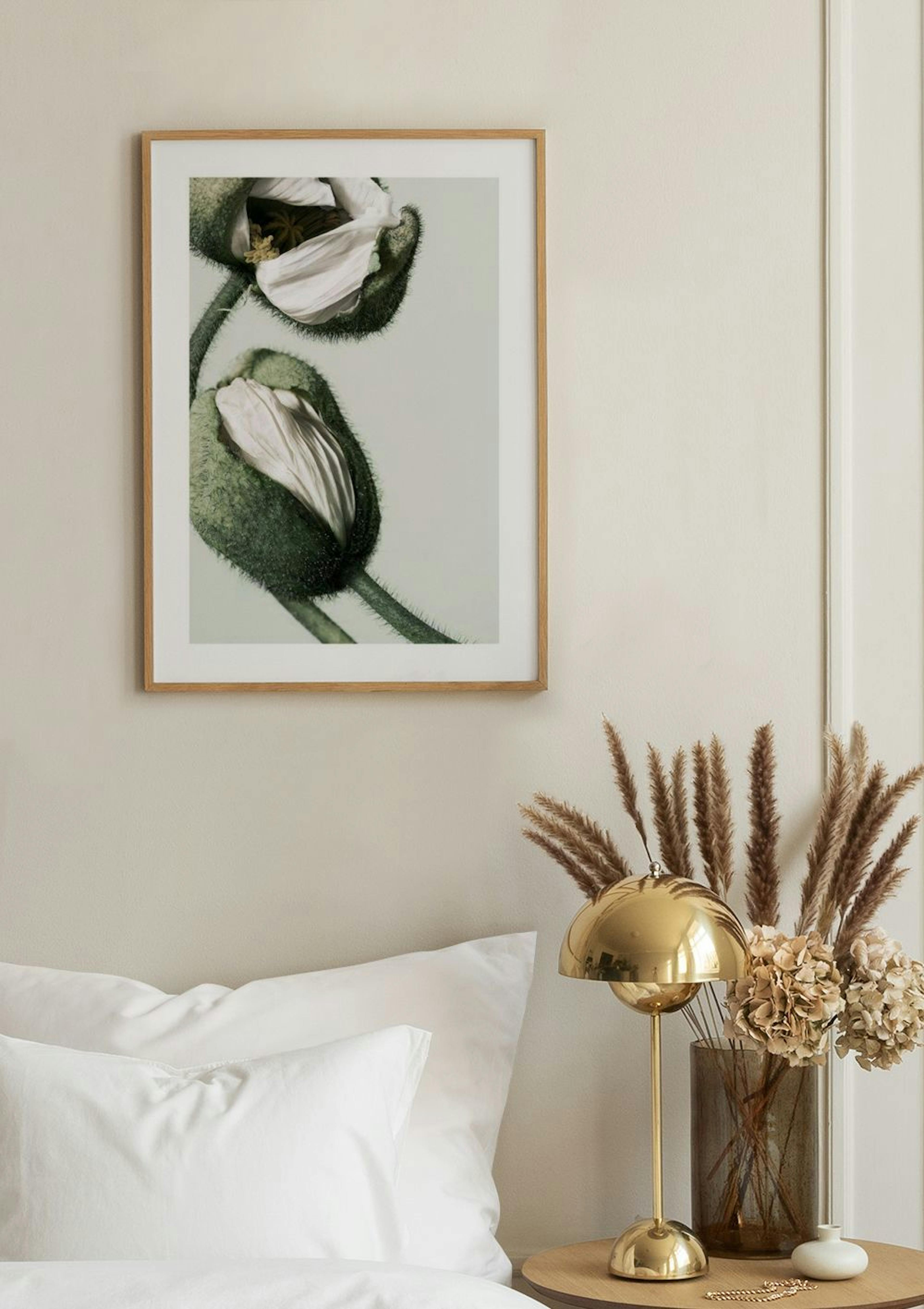 White Poppy Buds Poster thumbnail