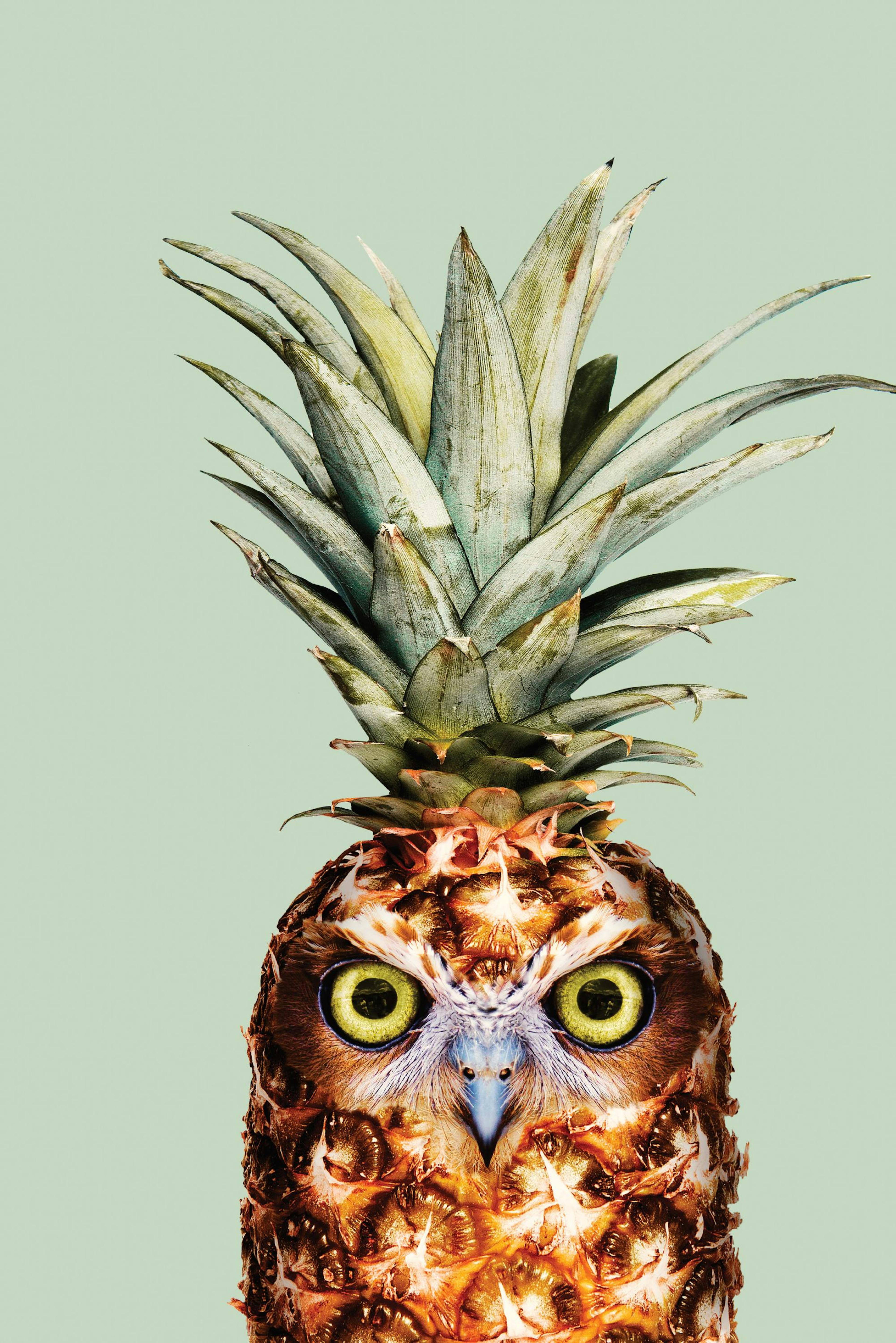 Jonas Loose - Pineapple Owl thumbnail