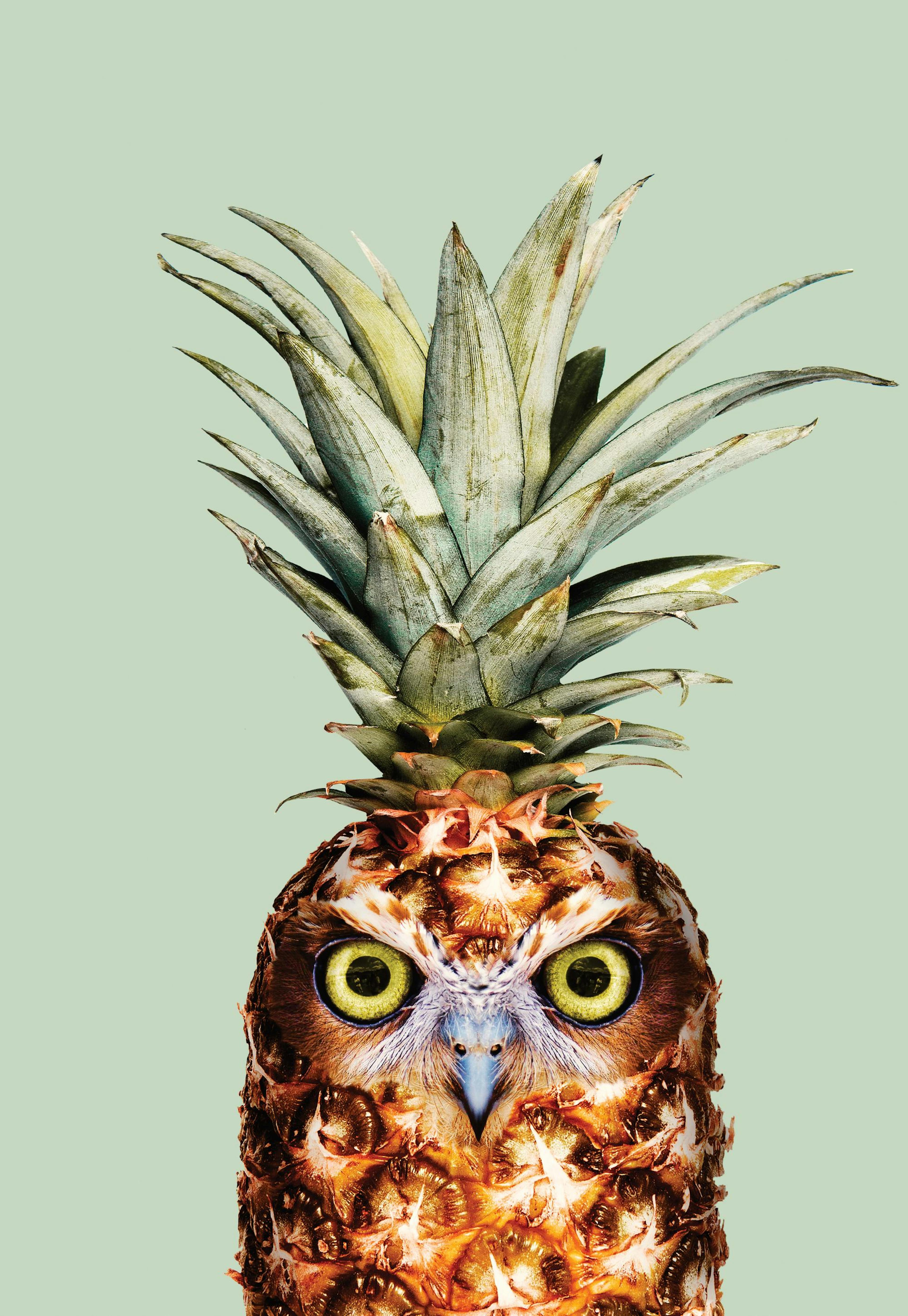Jonas Loose - Pineapple Owl 0