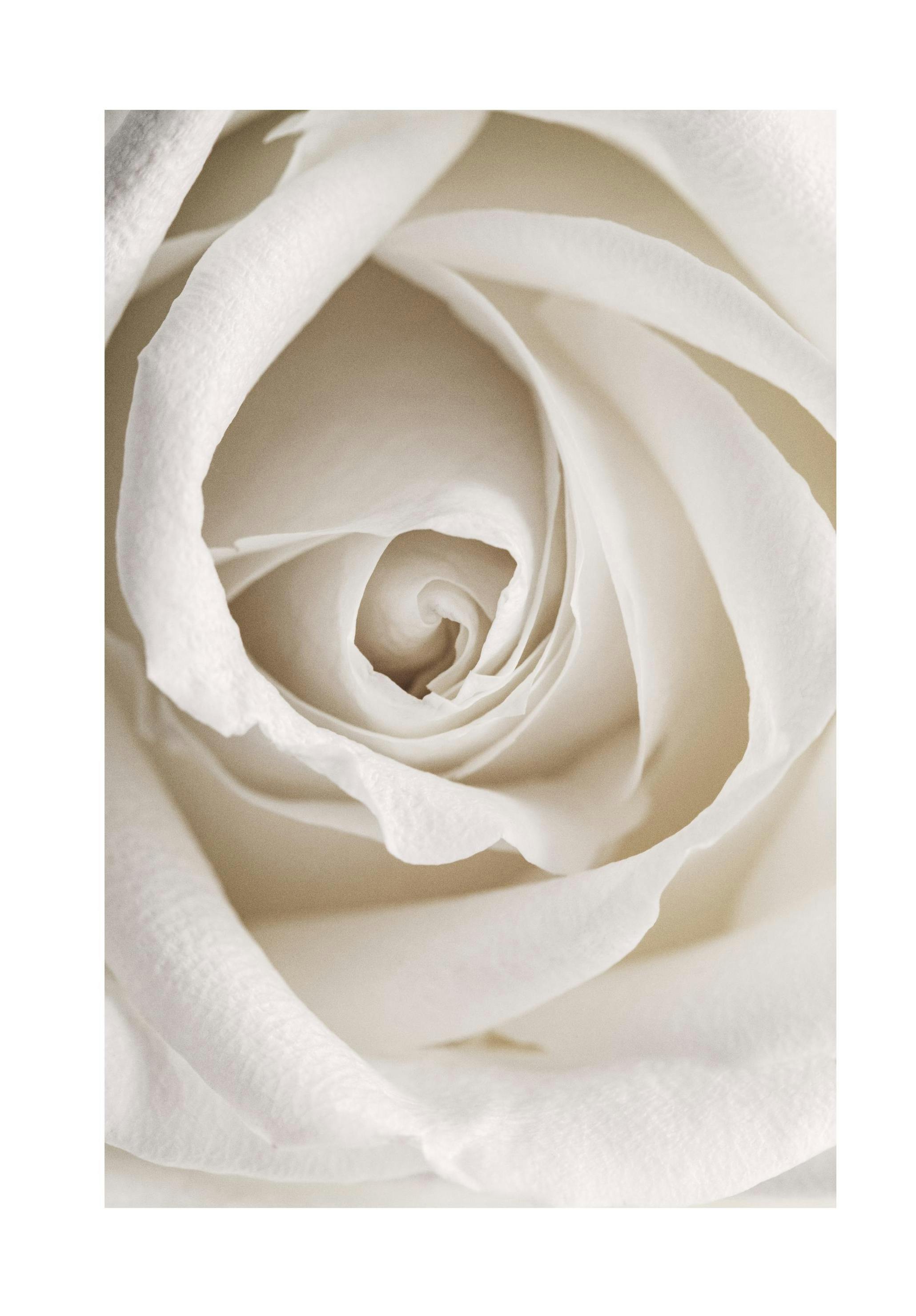 Blasse Rose Poster (50x70 cm) - Poster Store