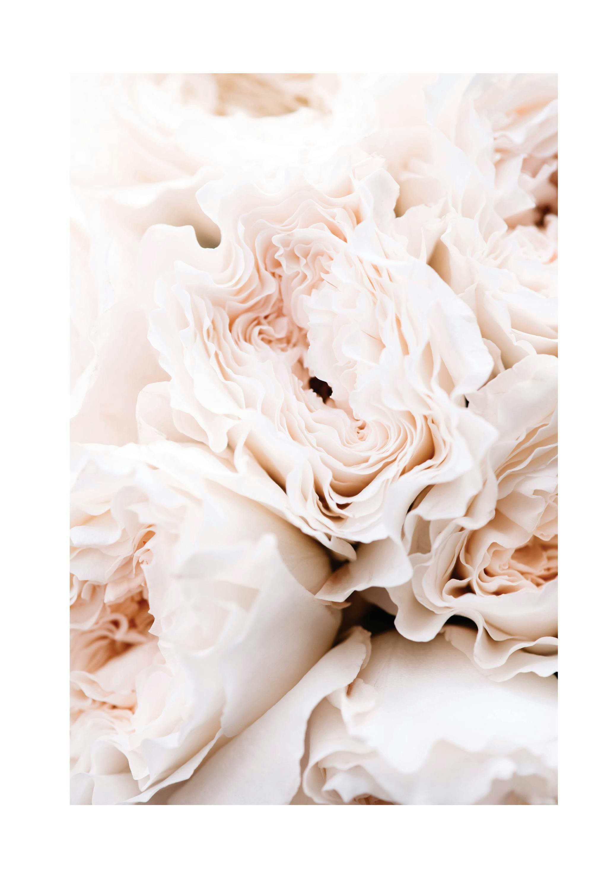 Blossoming Roses Plakat (30x40 cm) - Poster Store