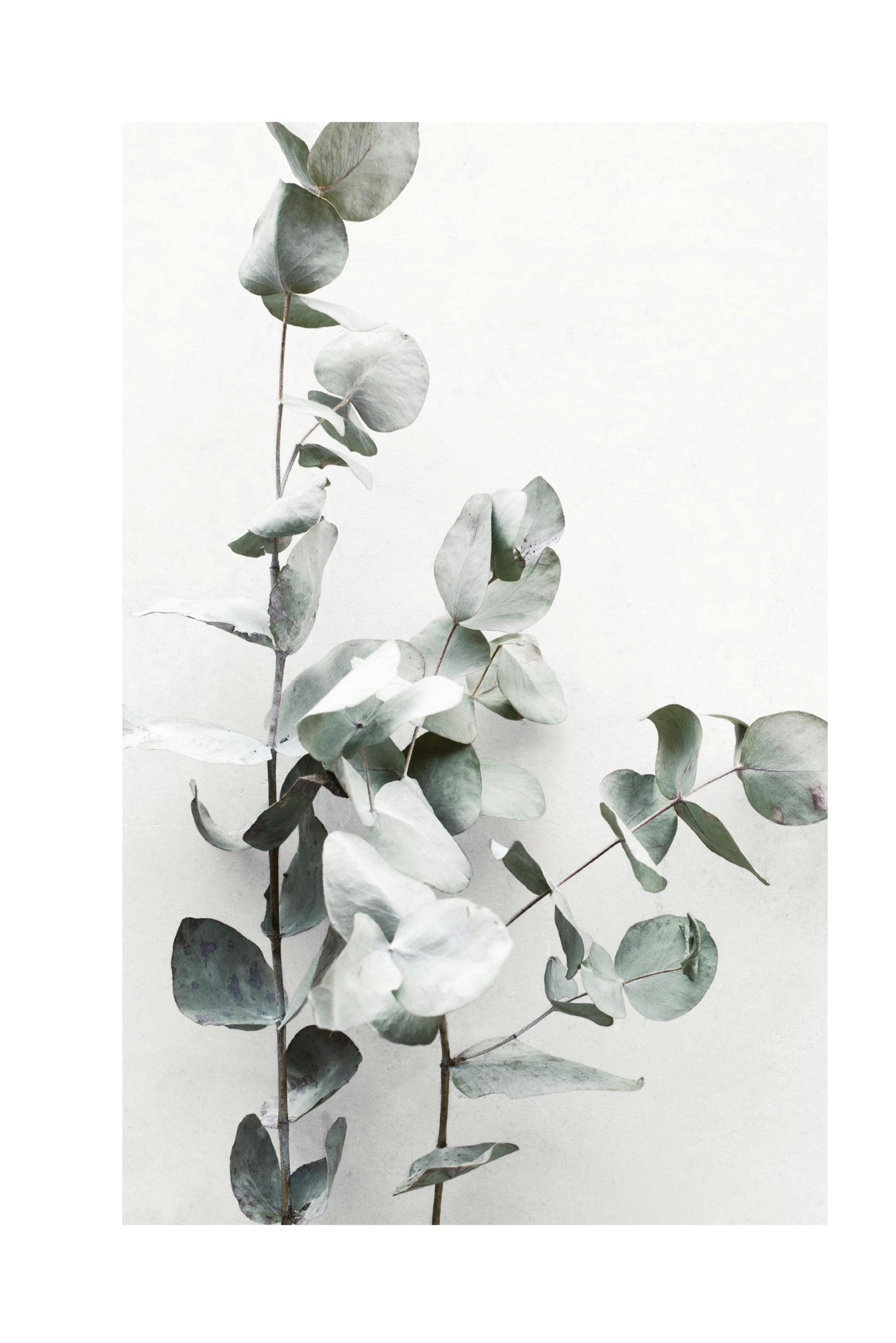Eucalyptus Branch Poster thumbnail