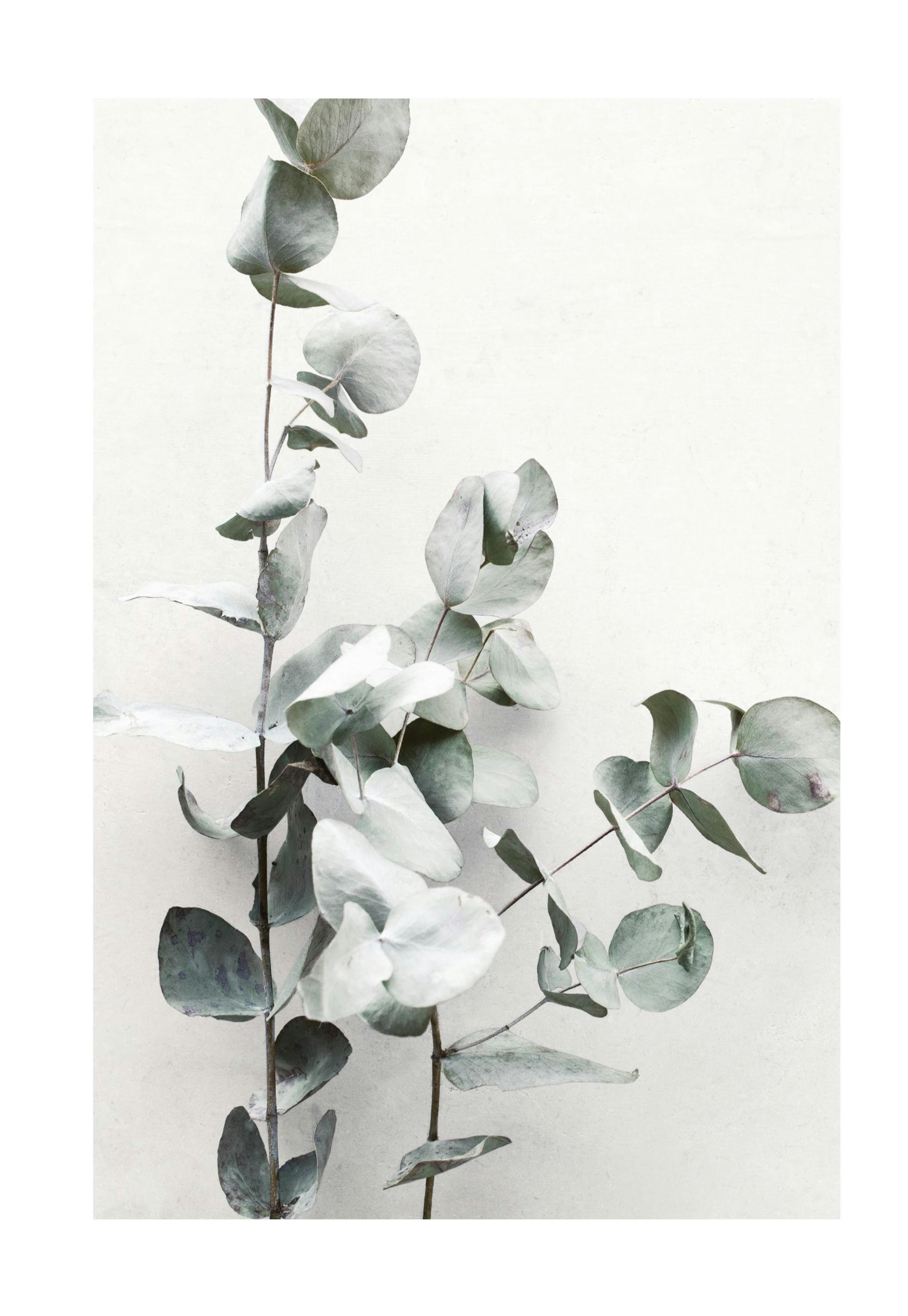 Eucalyptus Branch Poster 0