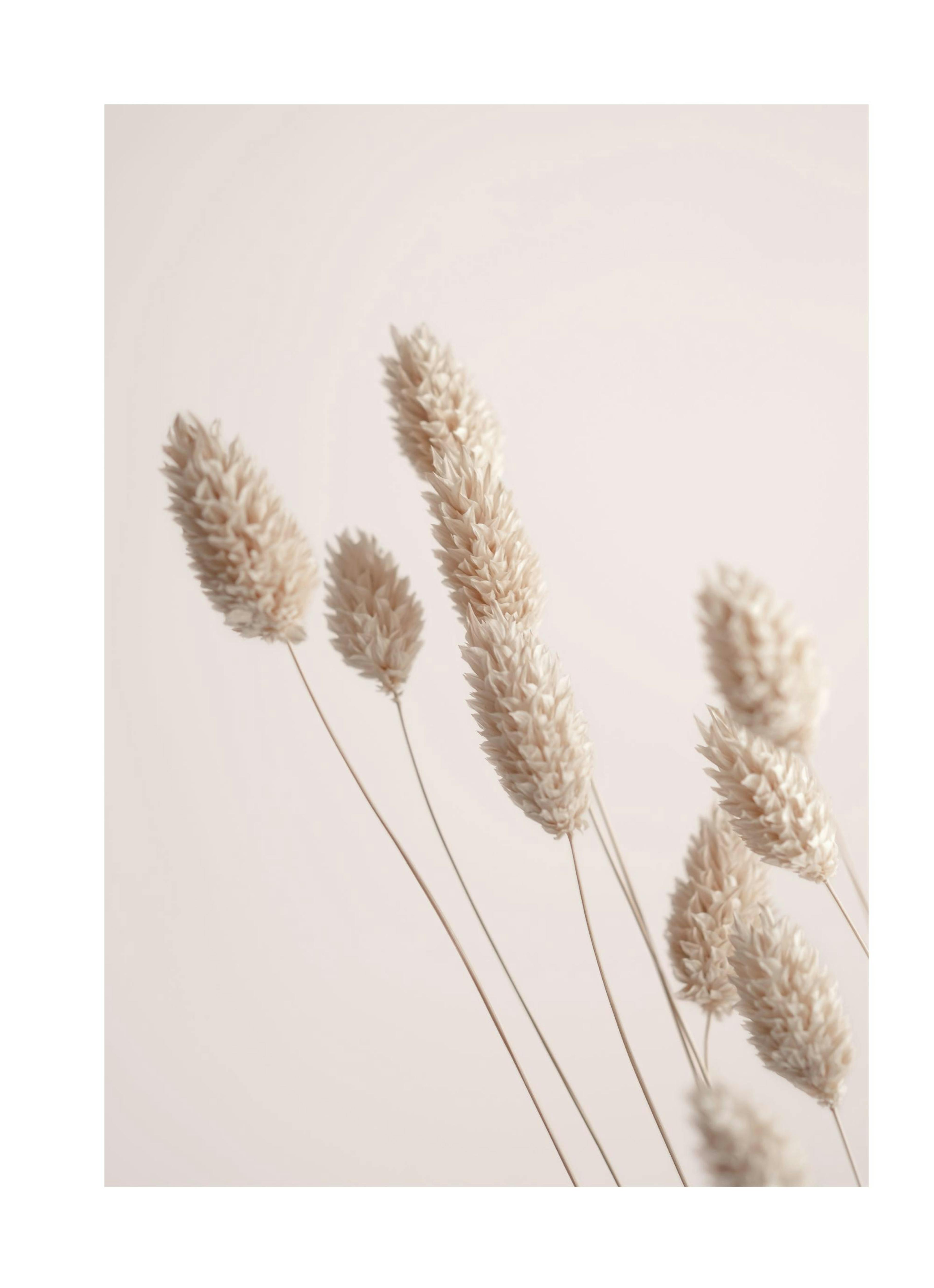 Dried Grass Poster 0