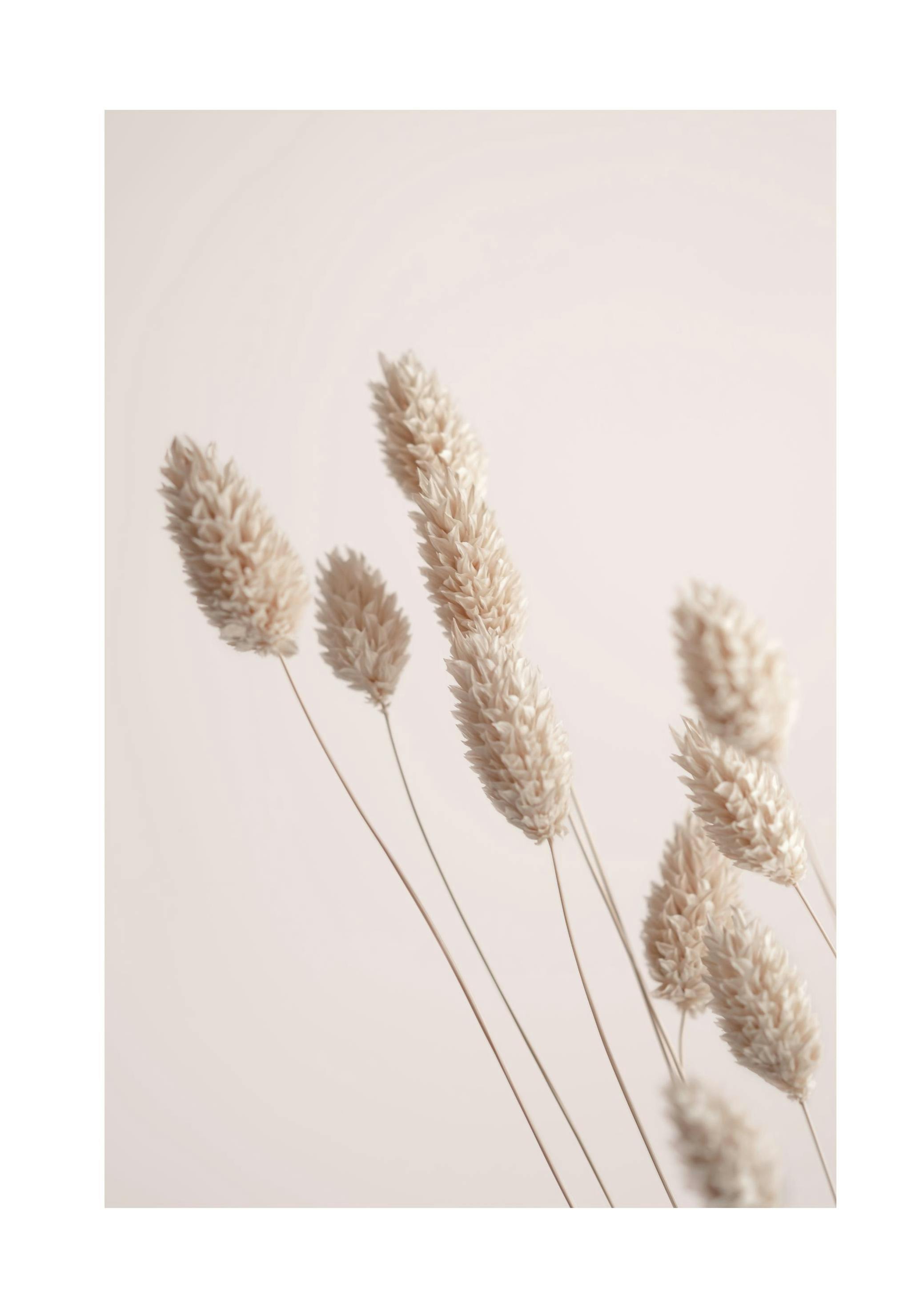 Dried Grass Poster (21x30 cm) - Poster Store