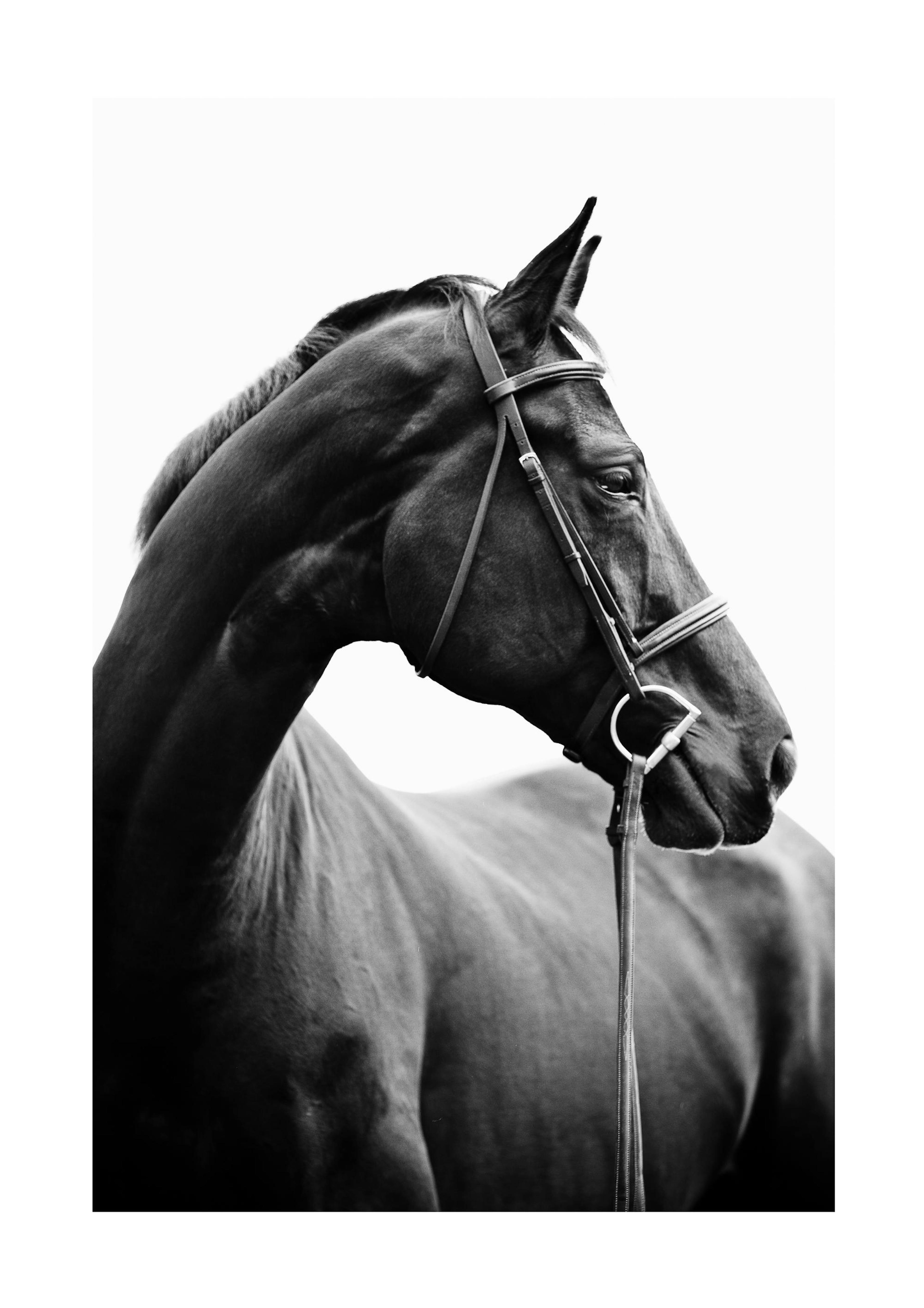 Cheval de profil Poster 0