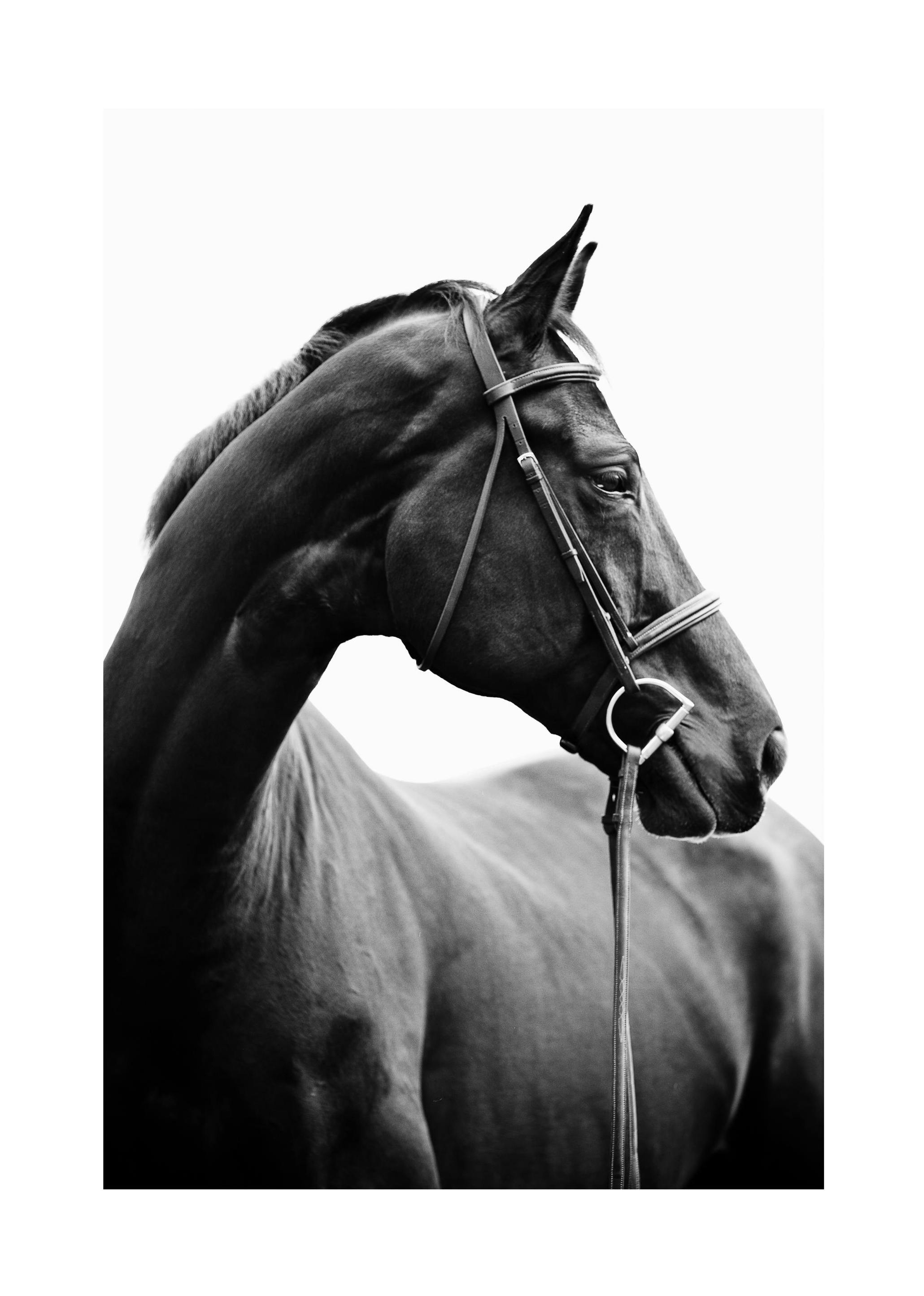 Horse Profile Plakat (30x40 cm) - Poster Store