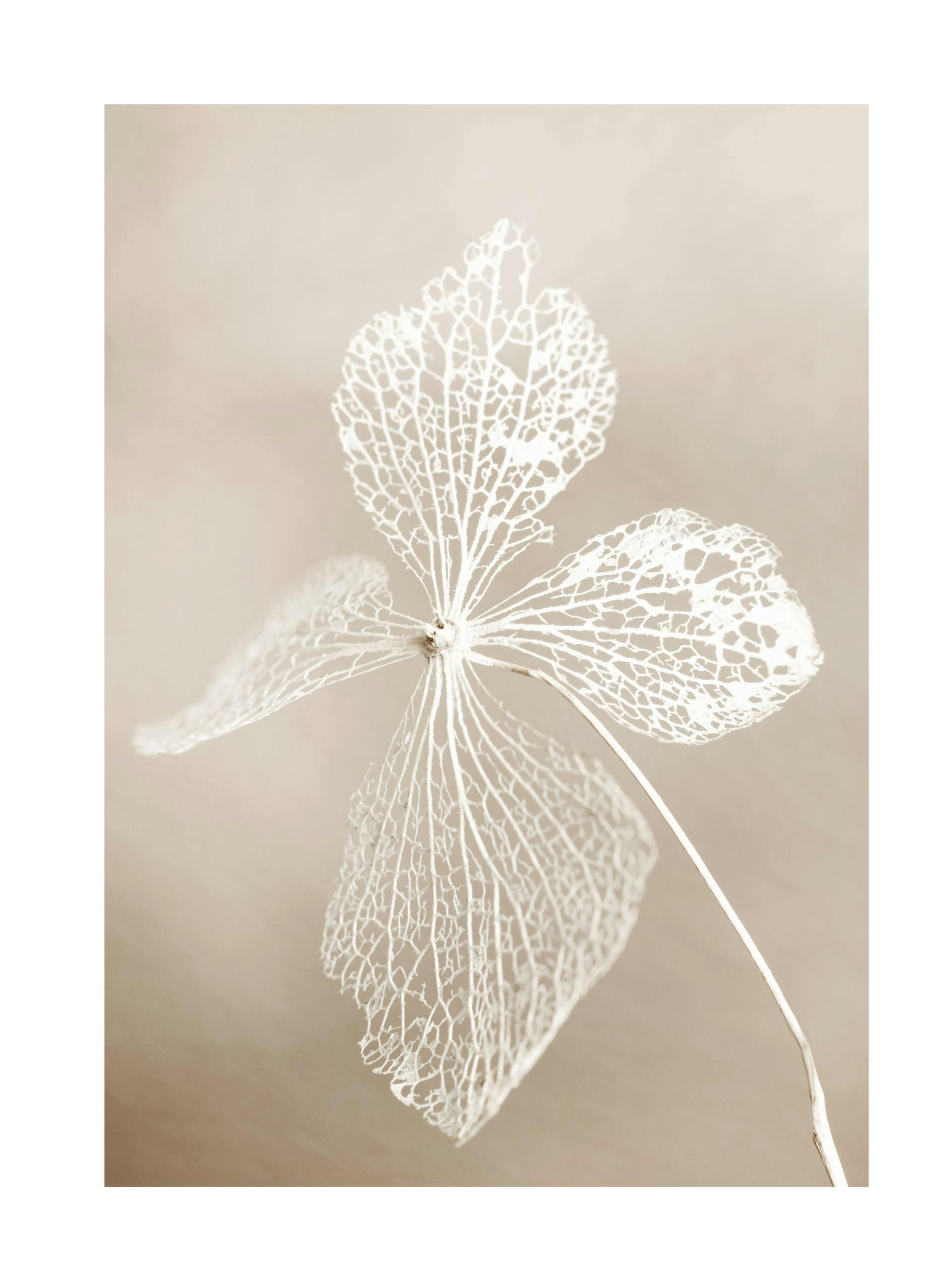 Getrocknete Blume Poster 0