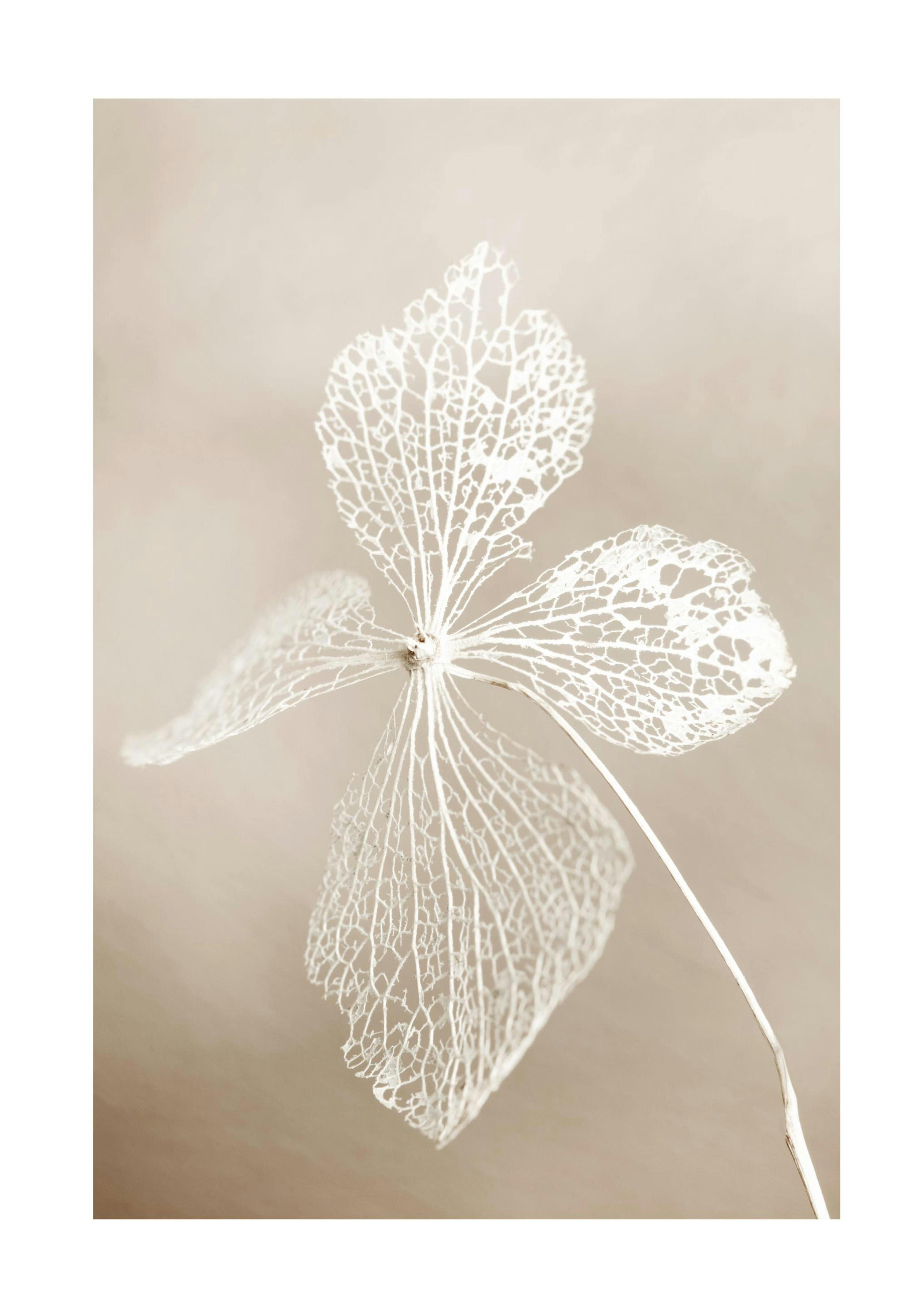 Getrocknete Blume Poster 0