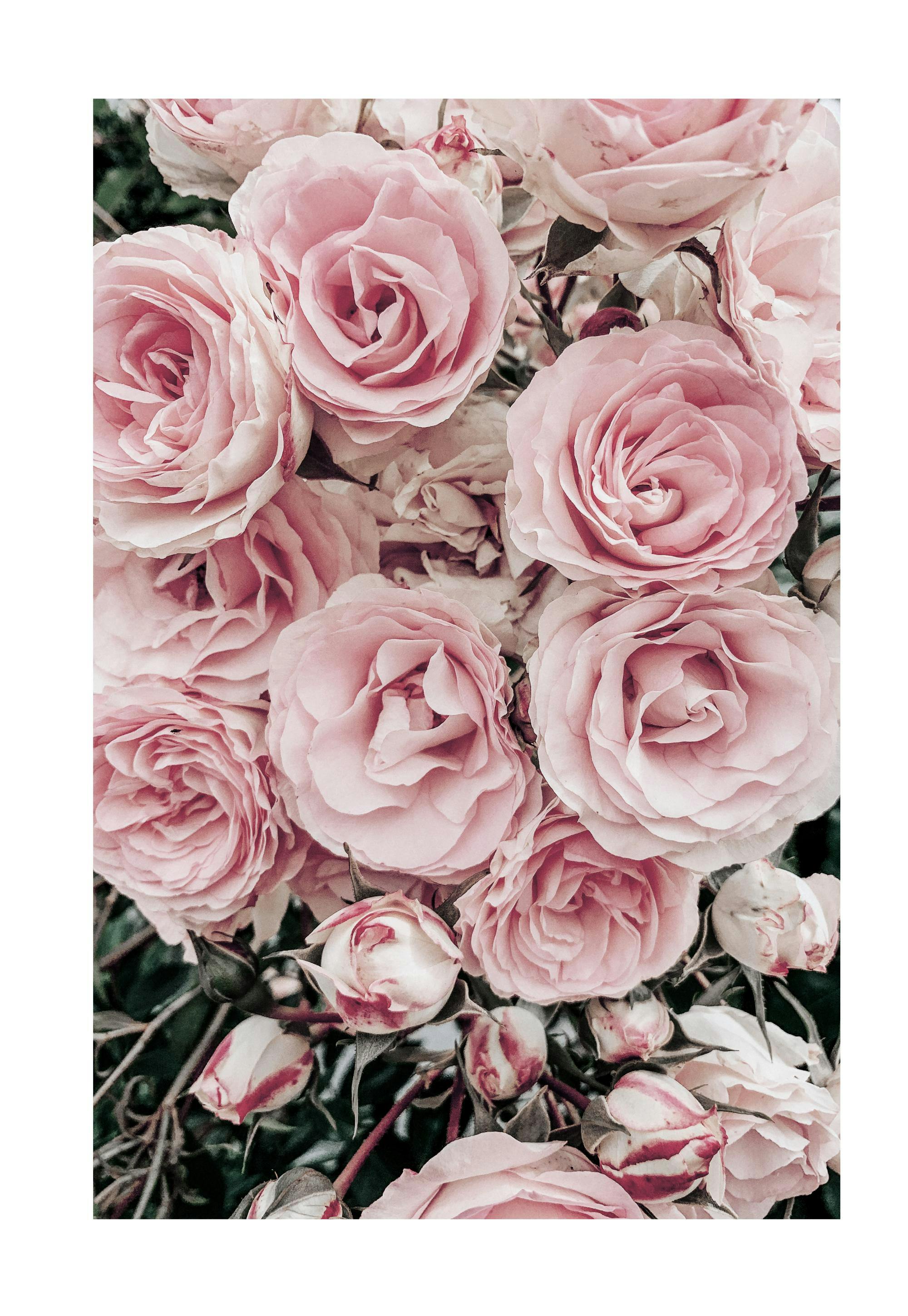 Dreamy Roses Poster 0