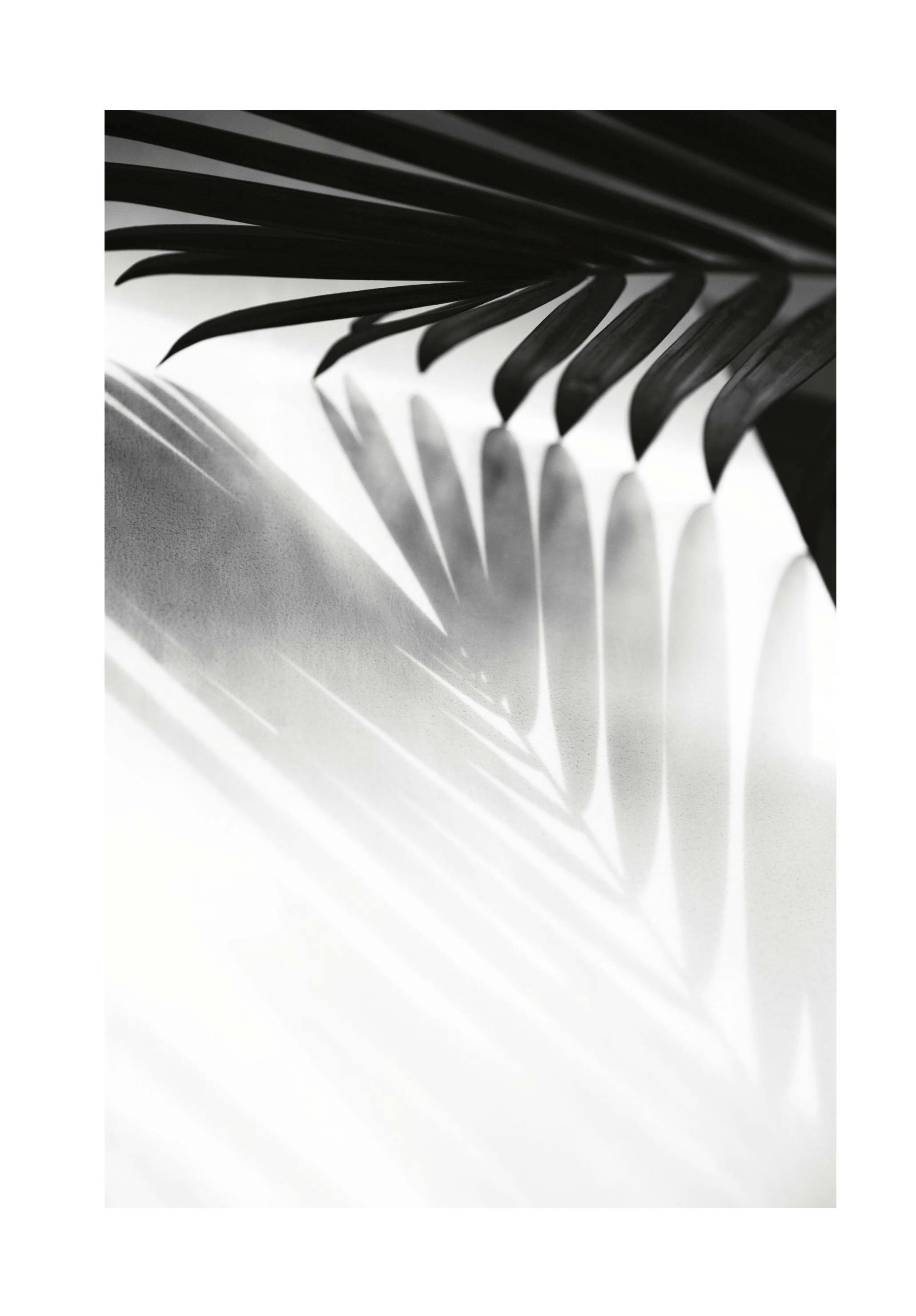 Prints Palm Shadow B&W Poster (21x30 cm) - Poster Store