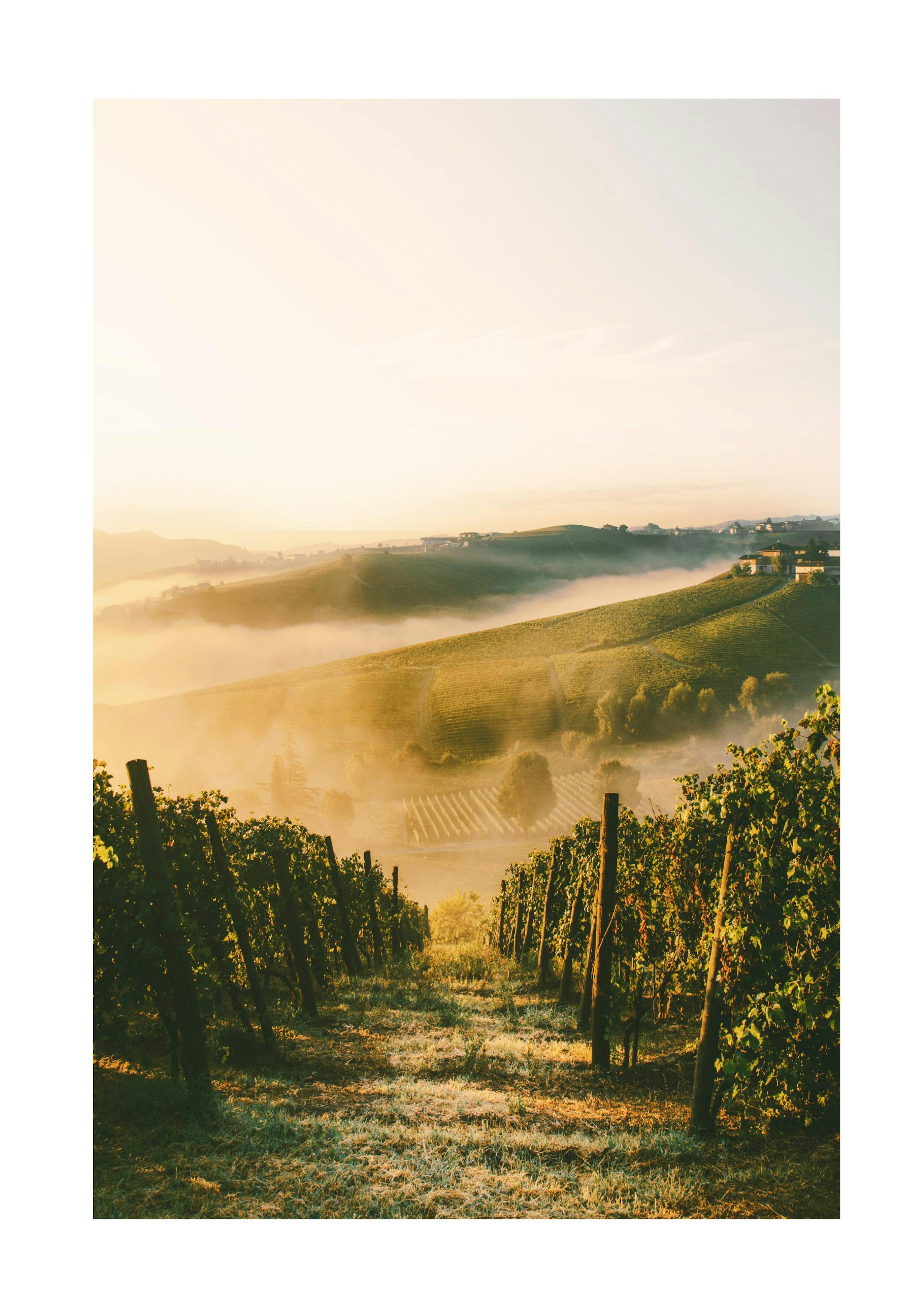 Vineyard Poster 0