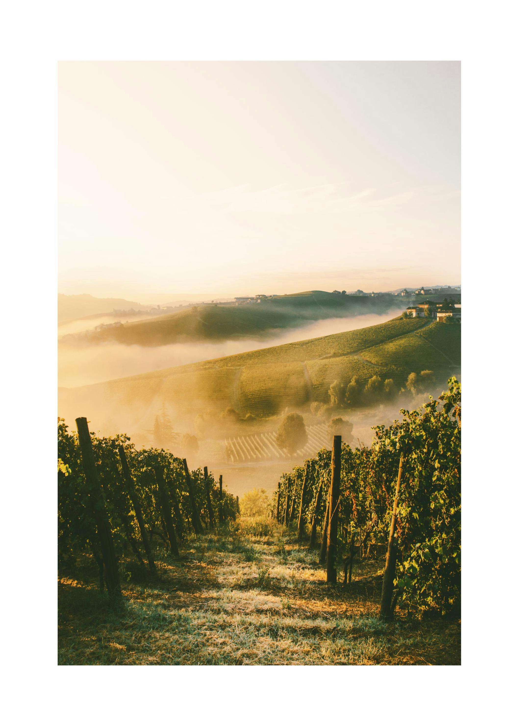Vineyard Poster (30x40 cm) - Poster Store