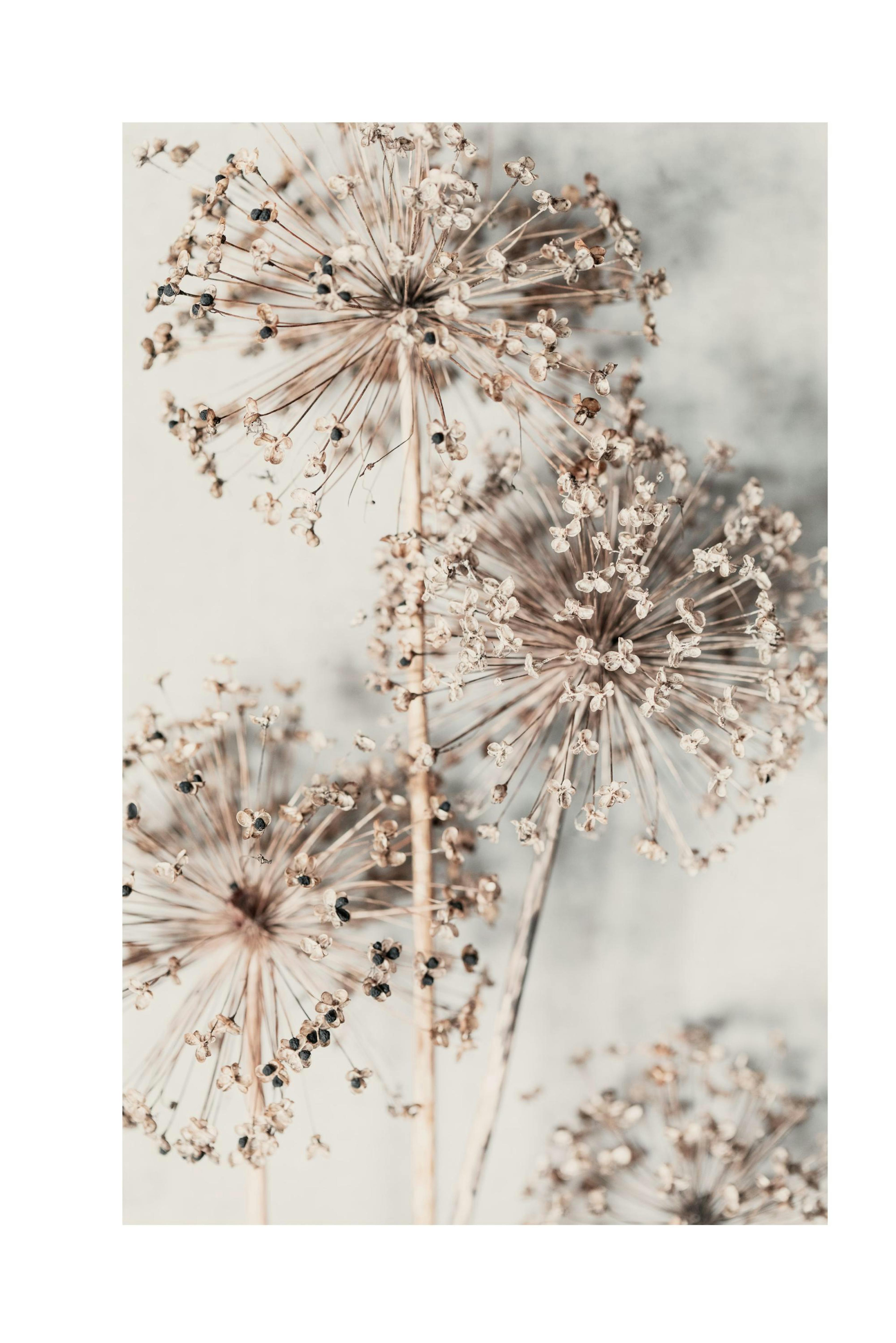 Autumn Allium Poster thumbnail