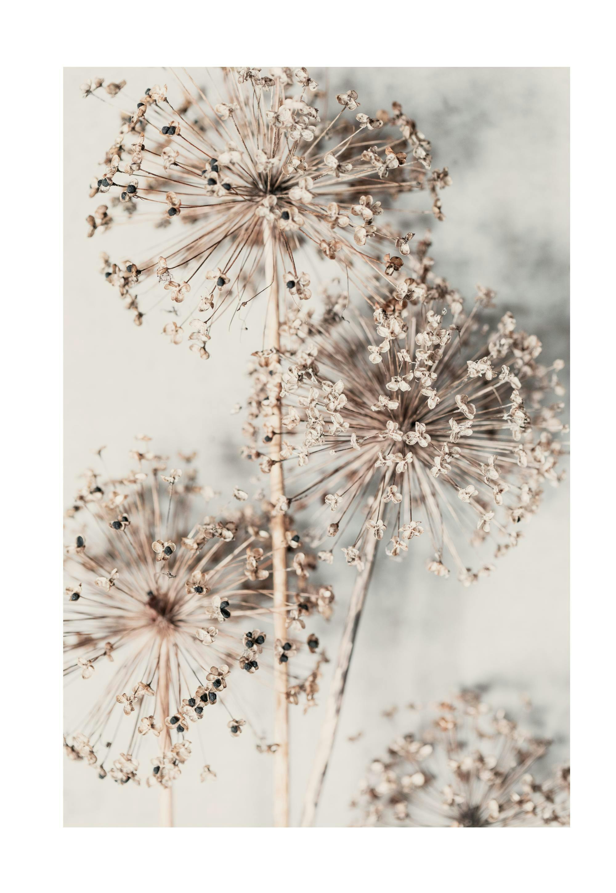 Autumn Allium Poster 0