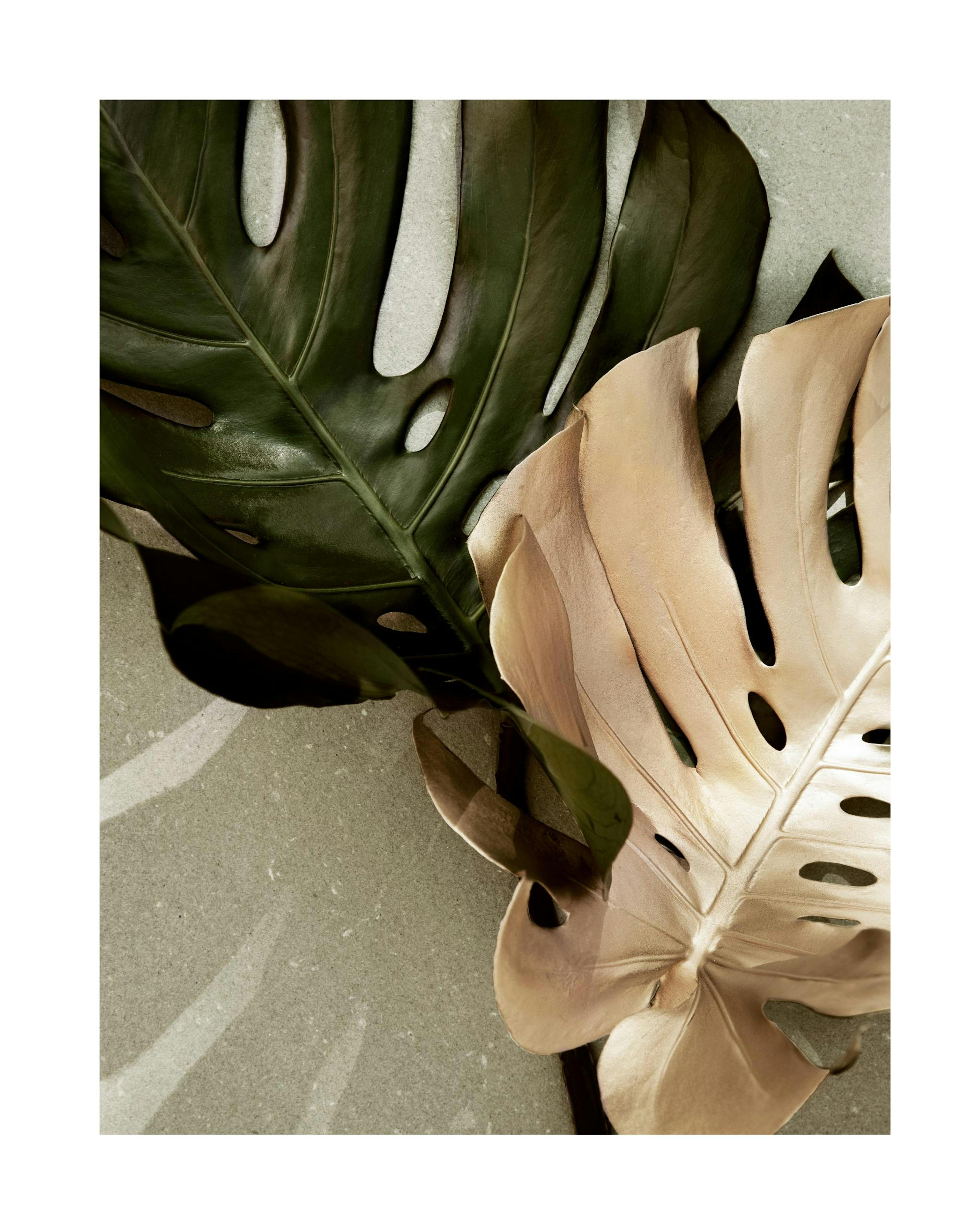 Golden Monstera Print thumbnail