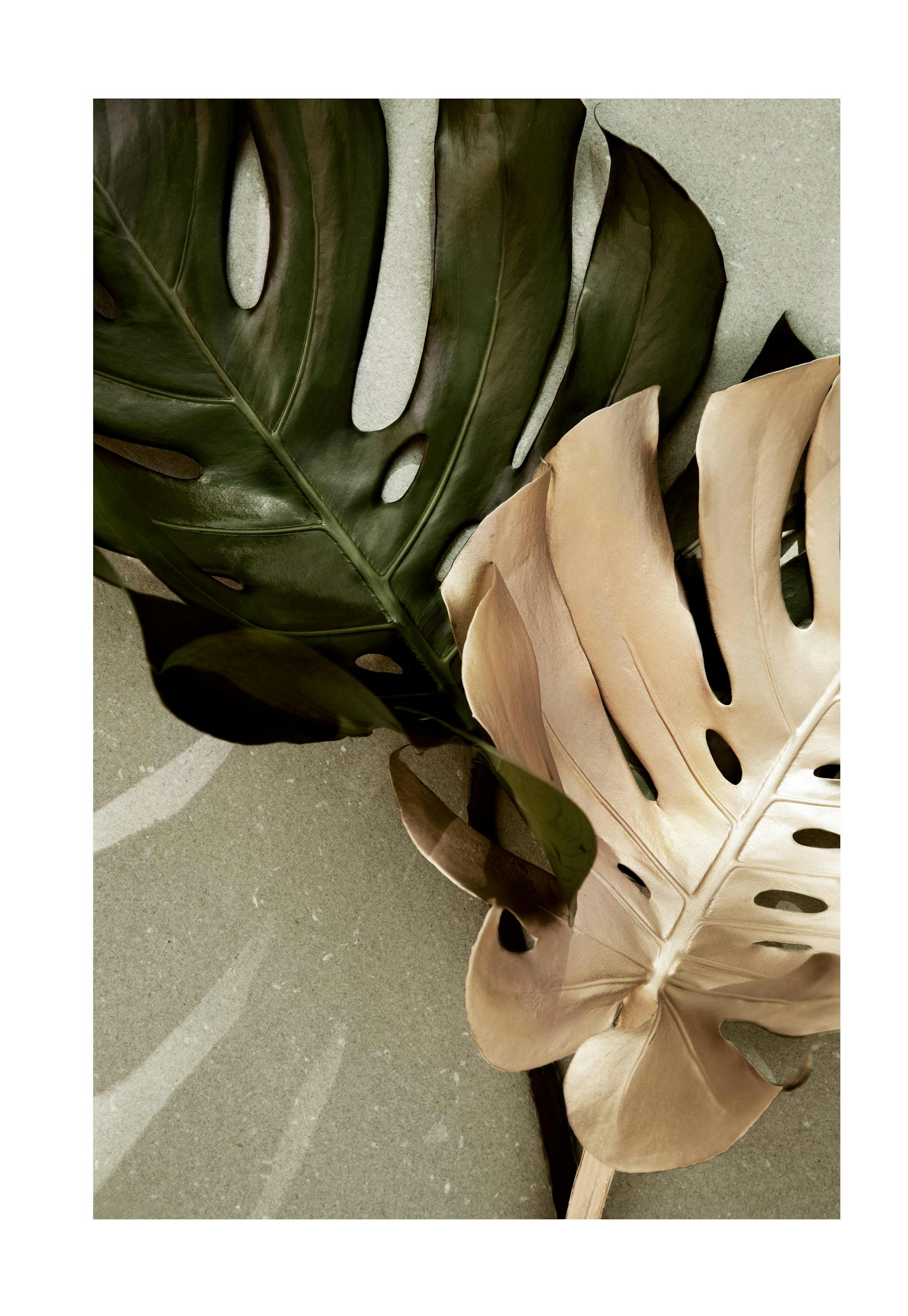 Golden Monstera Poster 0