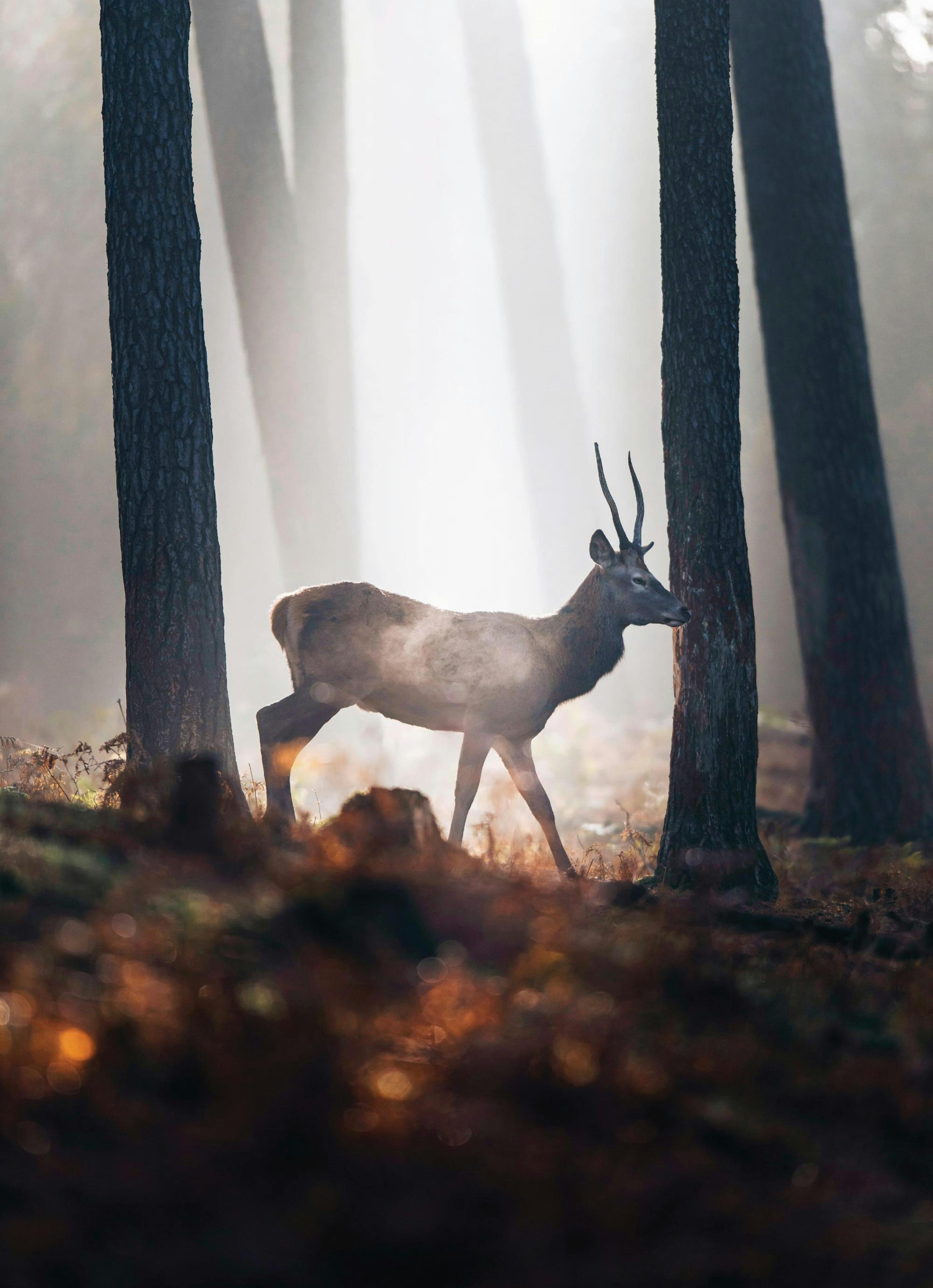 Plakat Jeleń W Lesie thumbnail