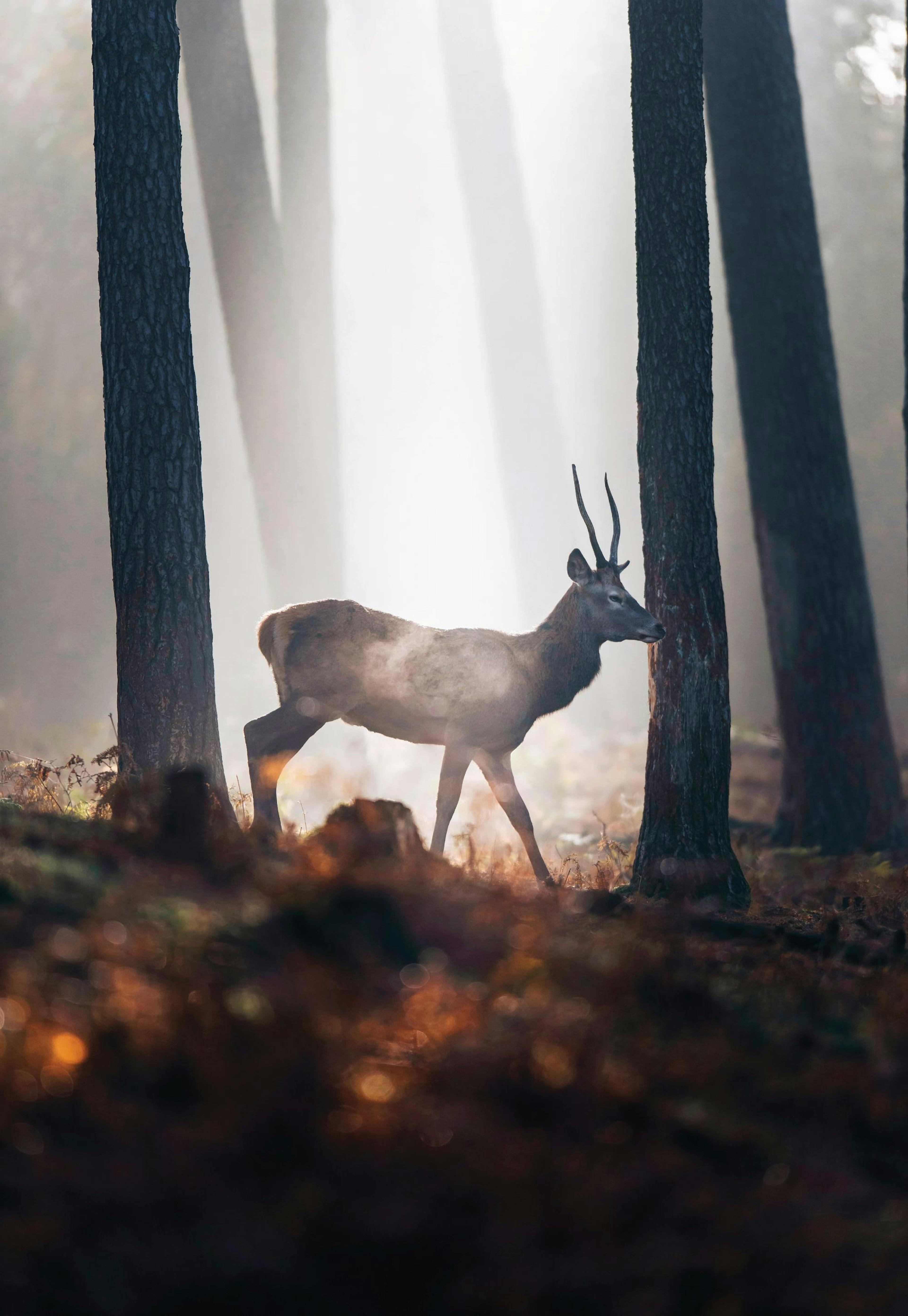 Deer in Forest Poster 0
