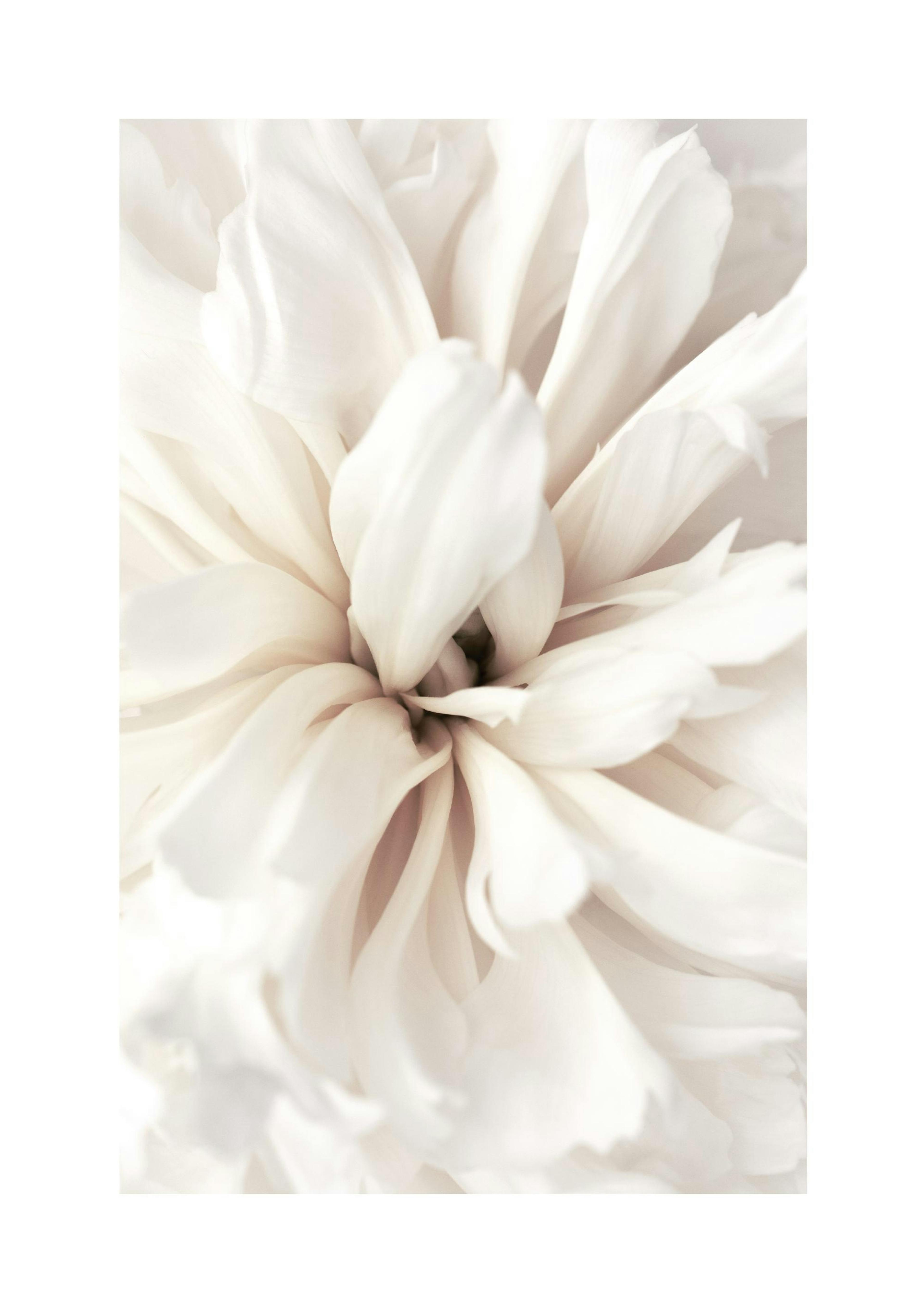 Close Up Blossom Poster thumbnail
