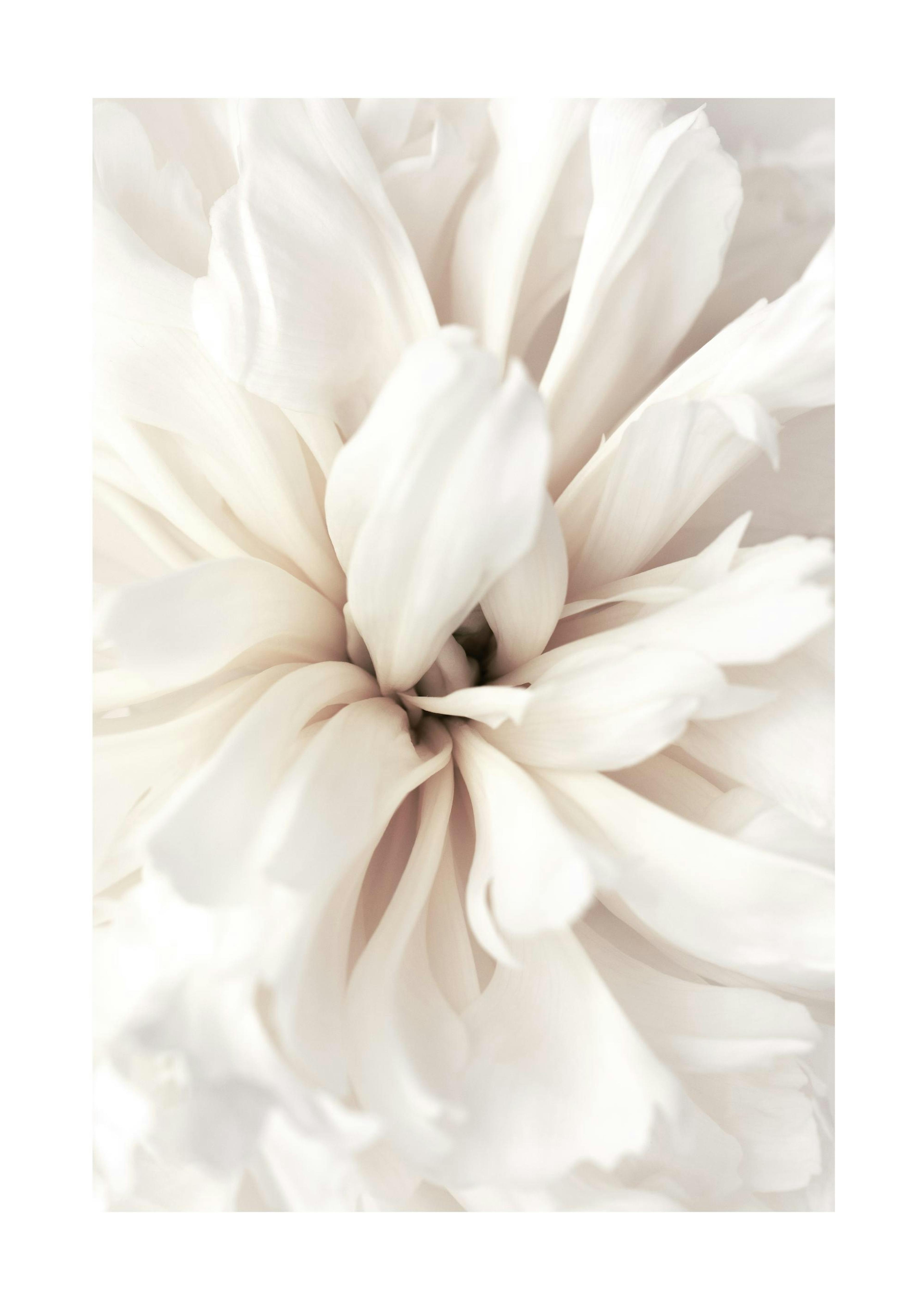 Close Up Blossom Poster 0