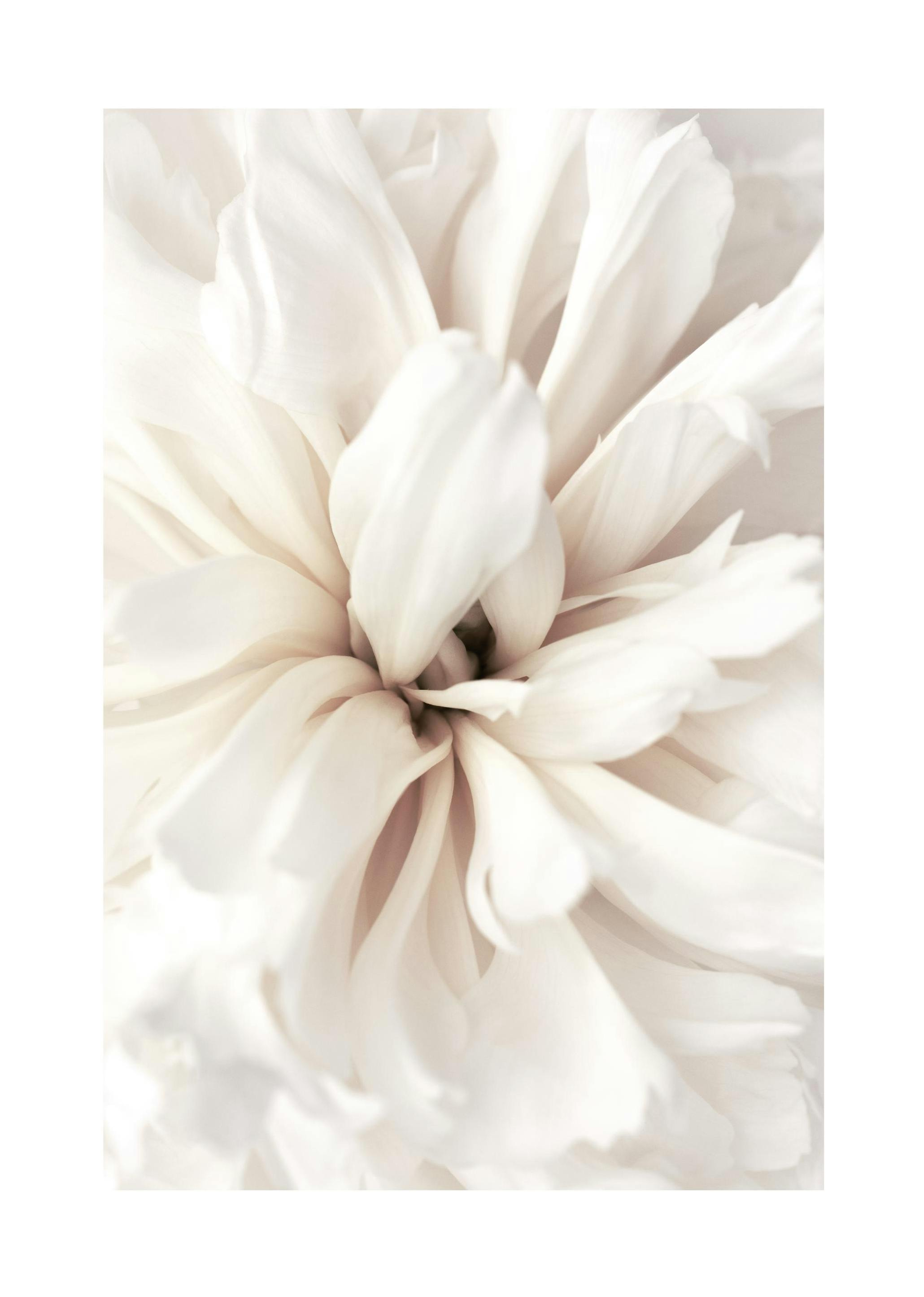 Close Up Blossom Poster (70x100 cm) - Poster Store