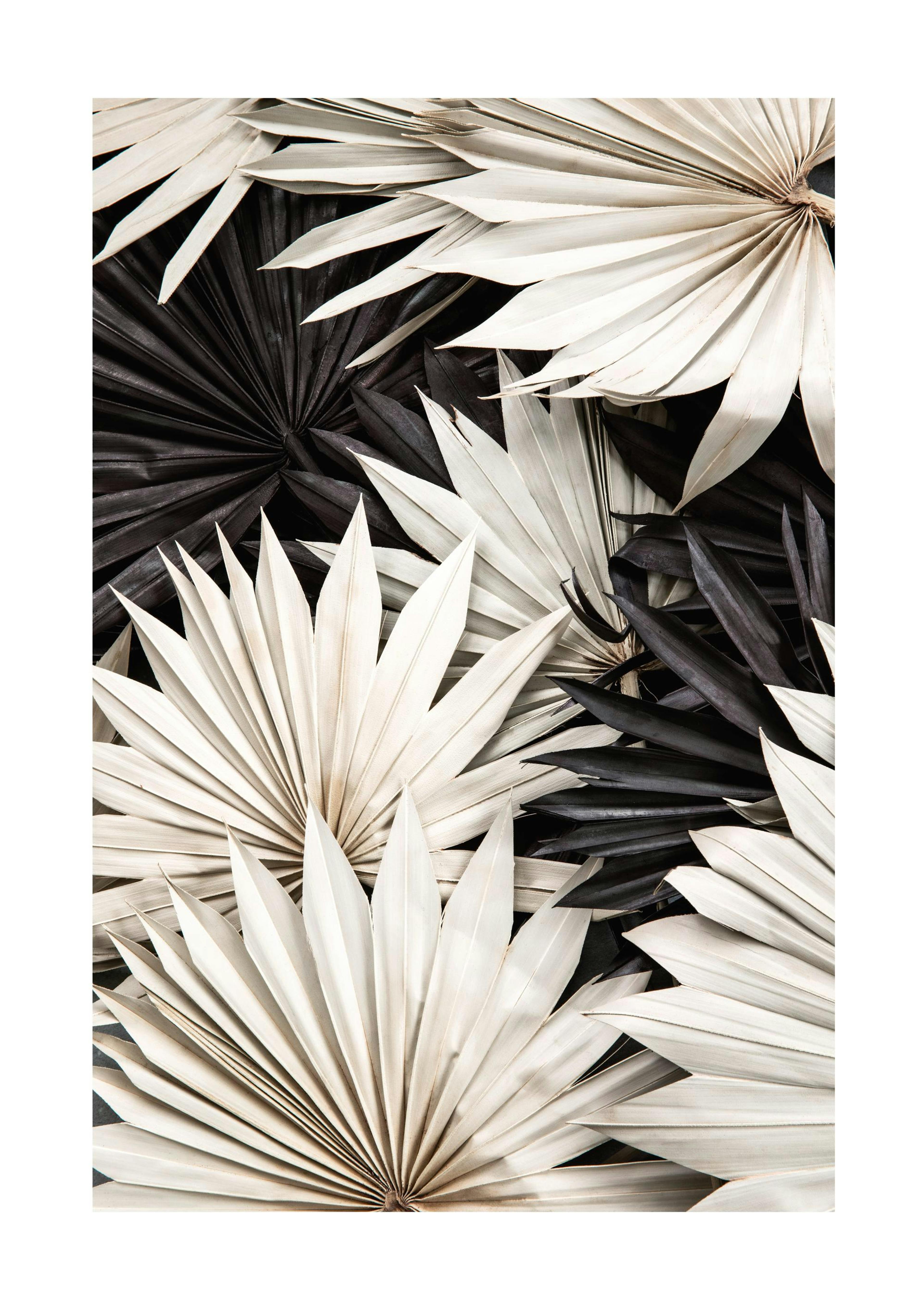 Kontrasterende Palme Plakat 0