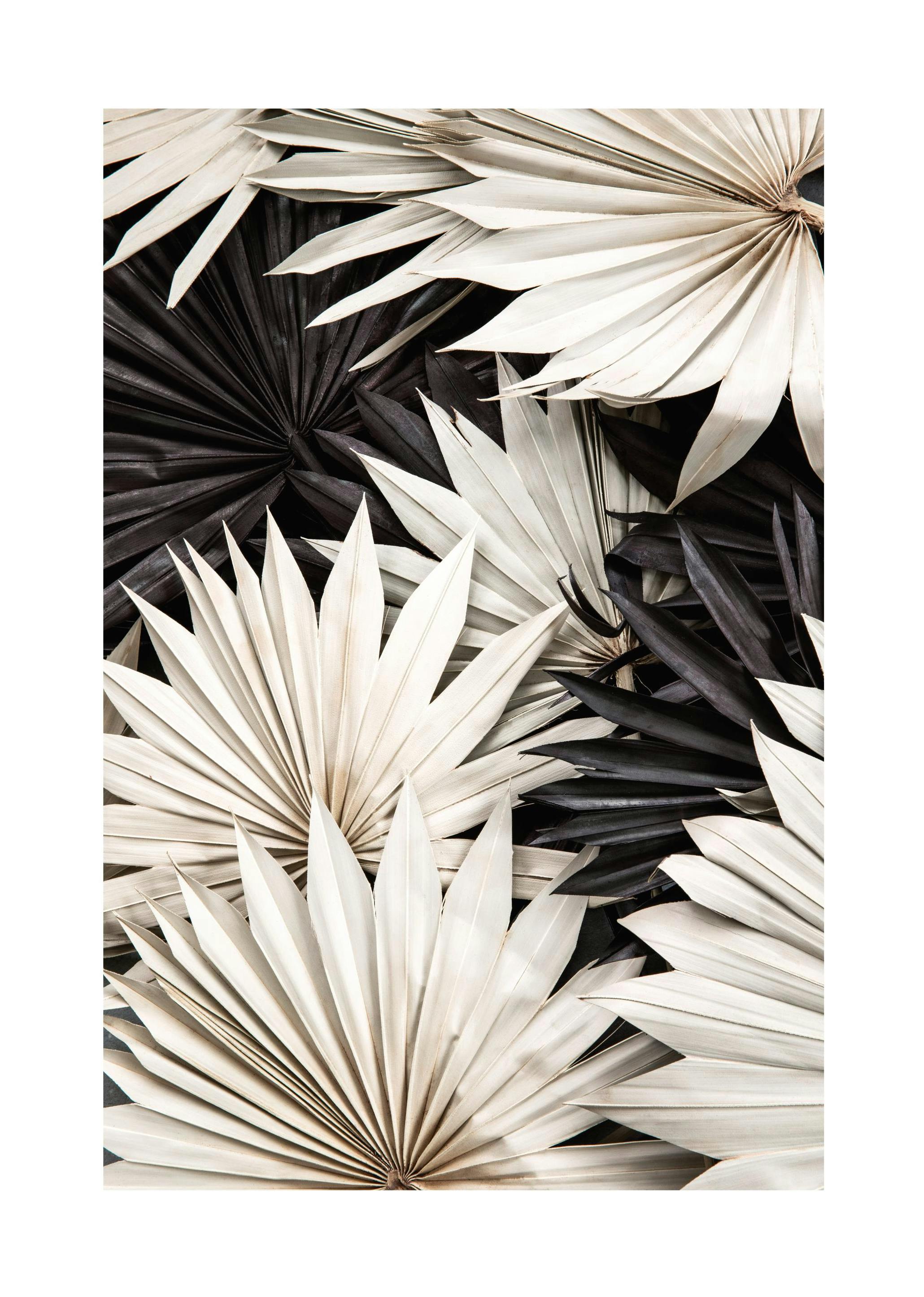 Kontrastowa Palma Plakat (50x70 cm) - Poster Store
