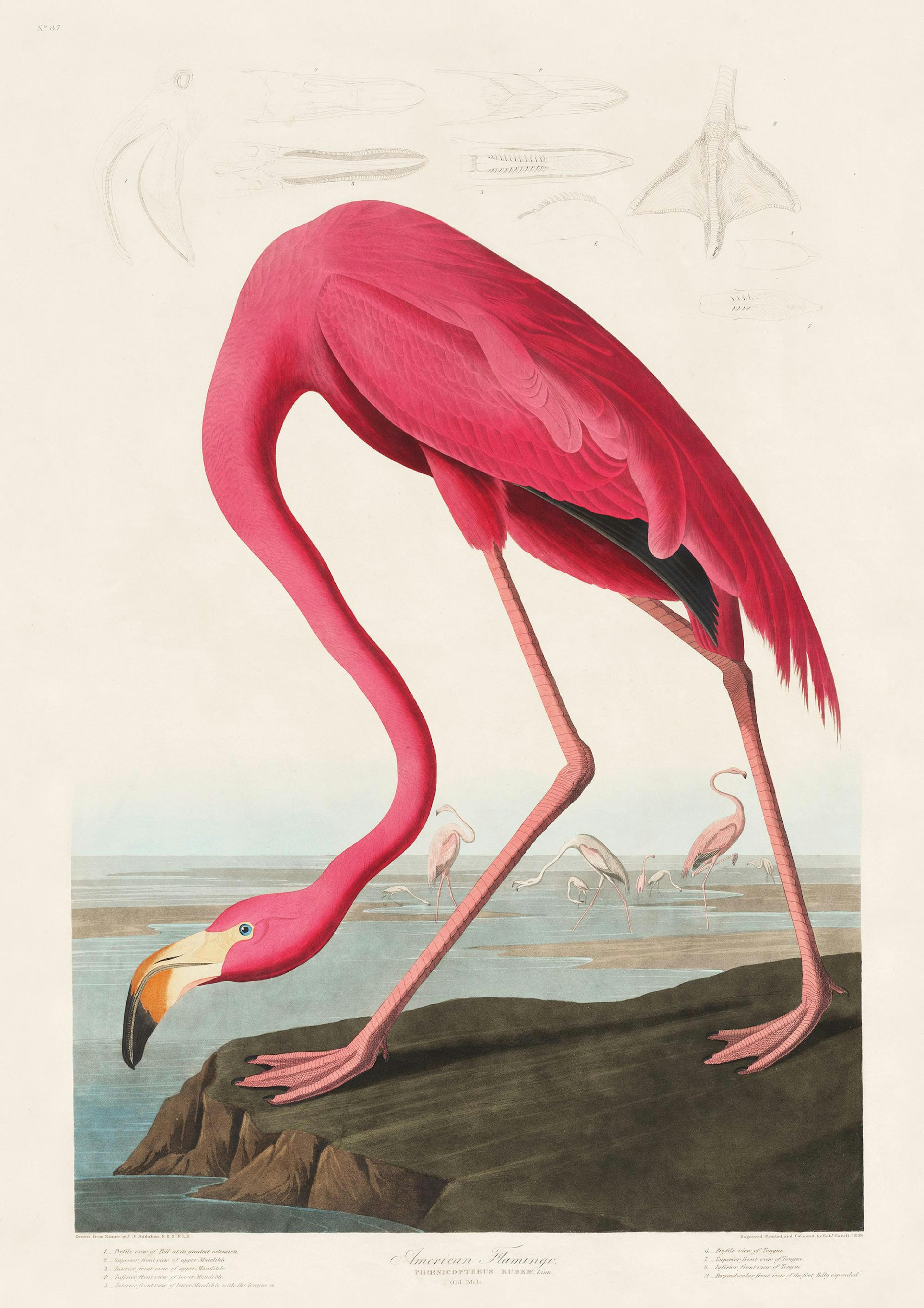 Amerikansk Flamingo Plakat 0