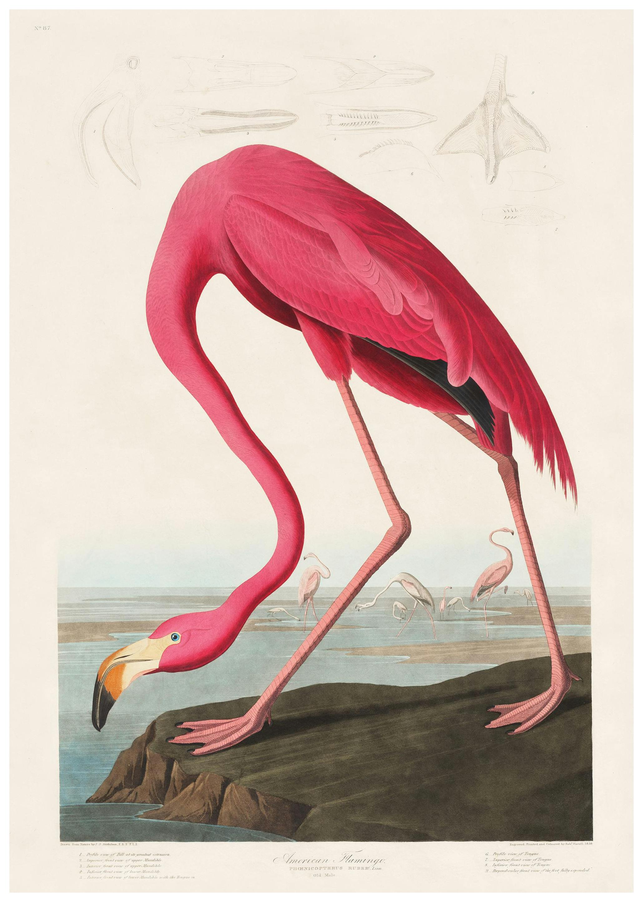 Fenicottero Americano Poster (50x70 cm) - Poster Store