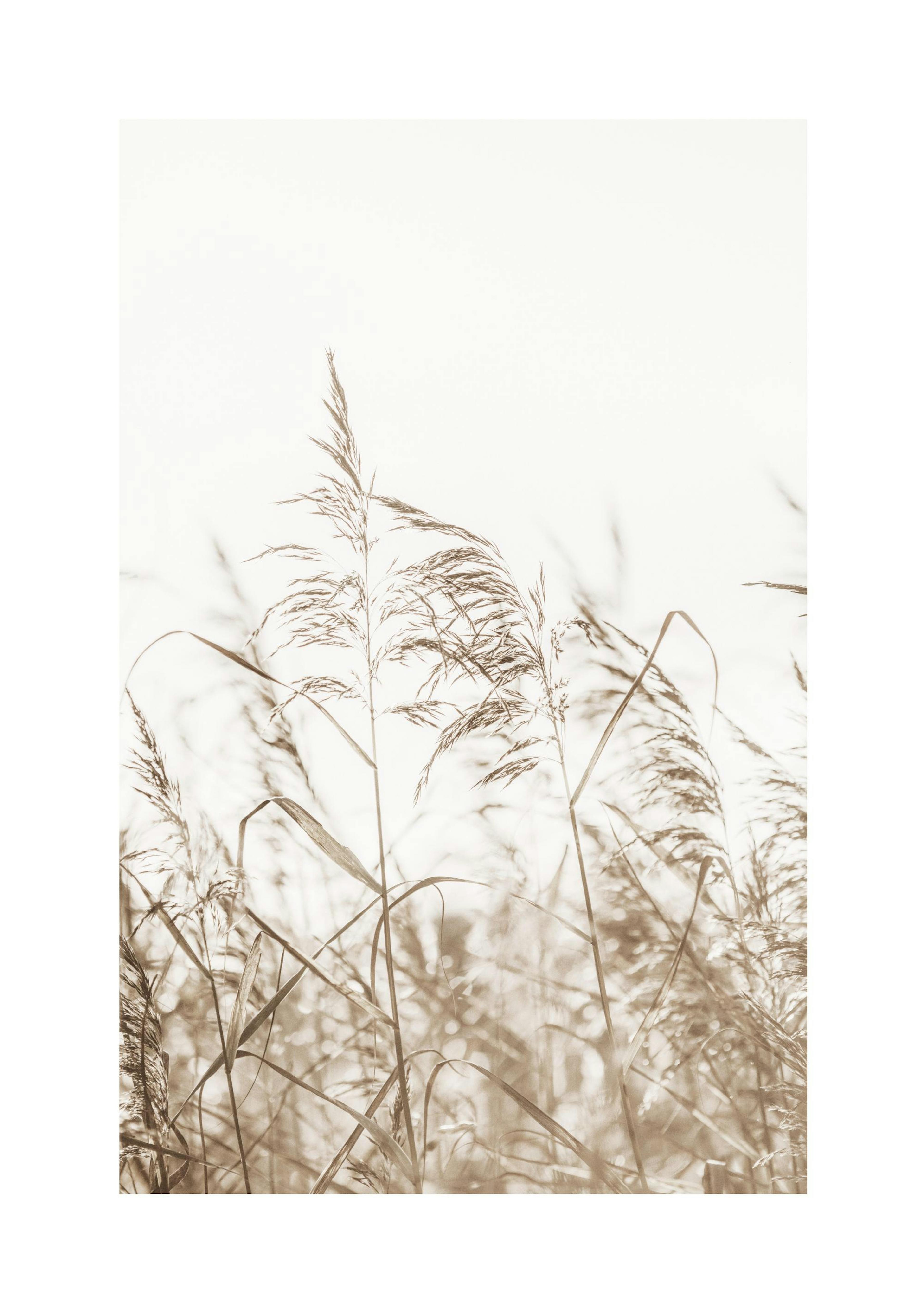 Herbes Séchées sur Champ No3 Poster thumbnail