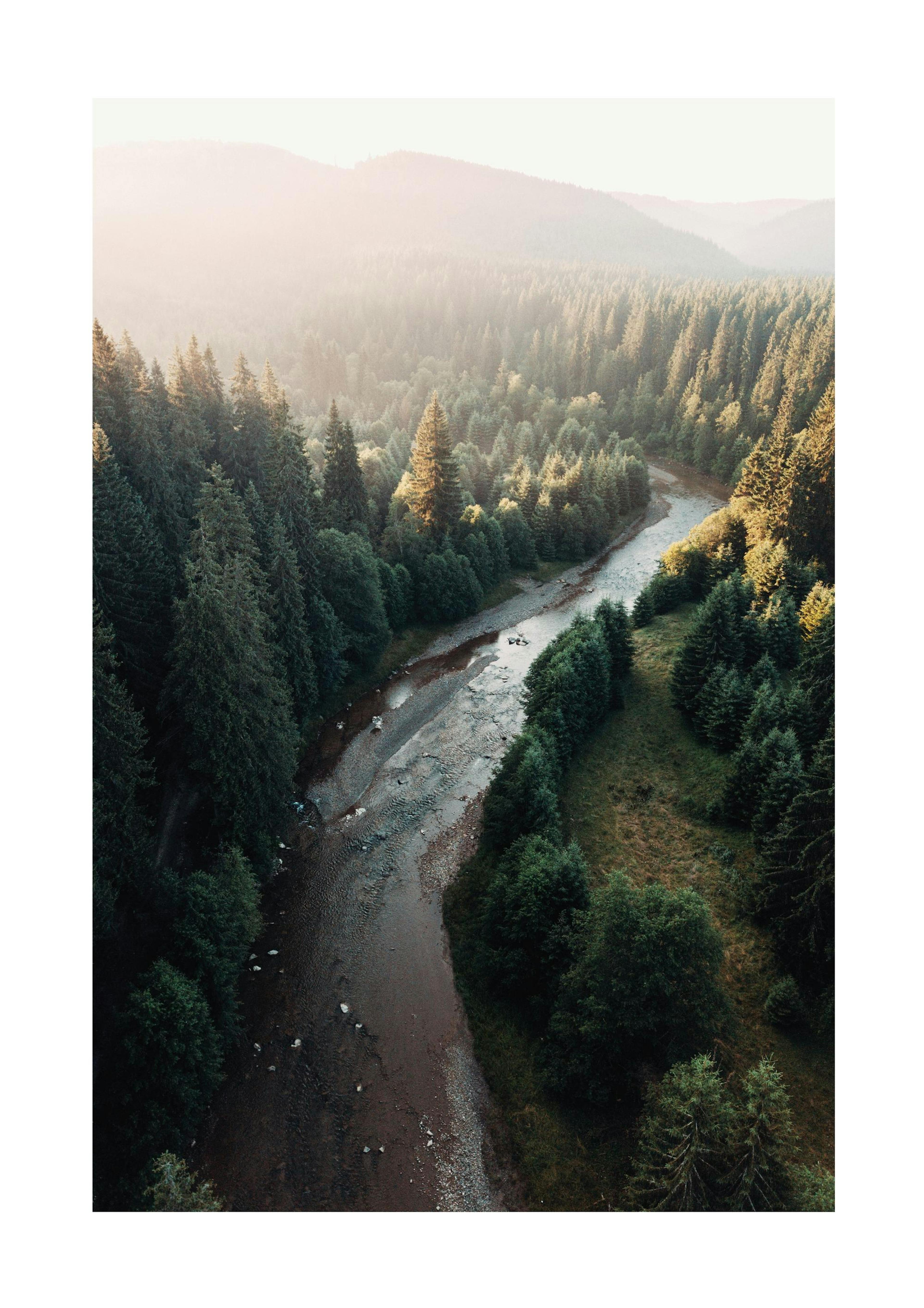 Rivier in Bos Poster 0