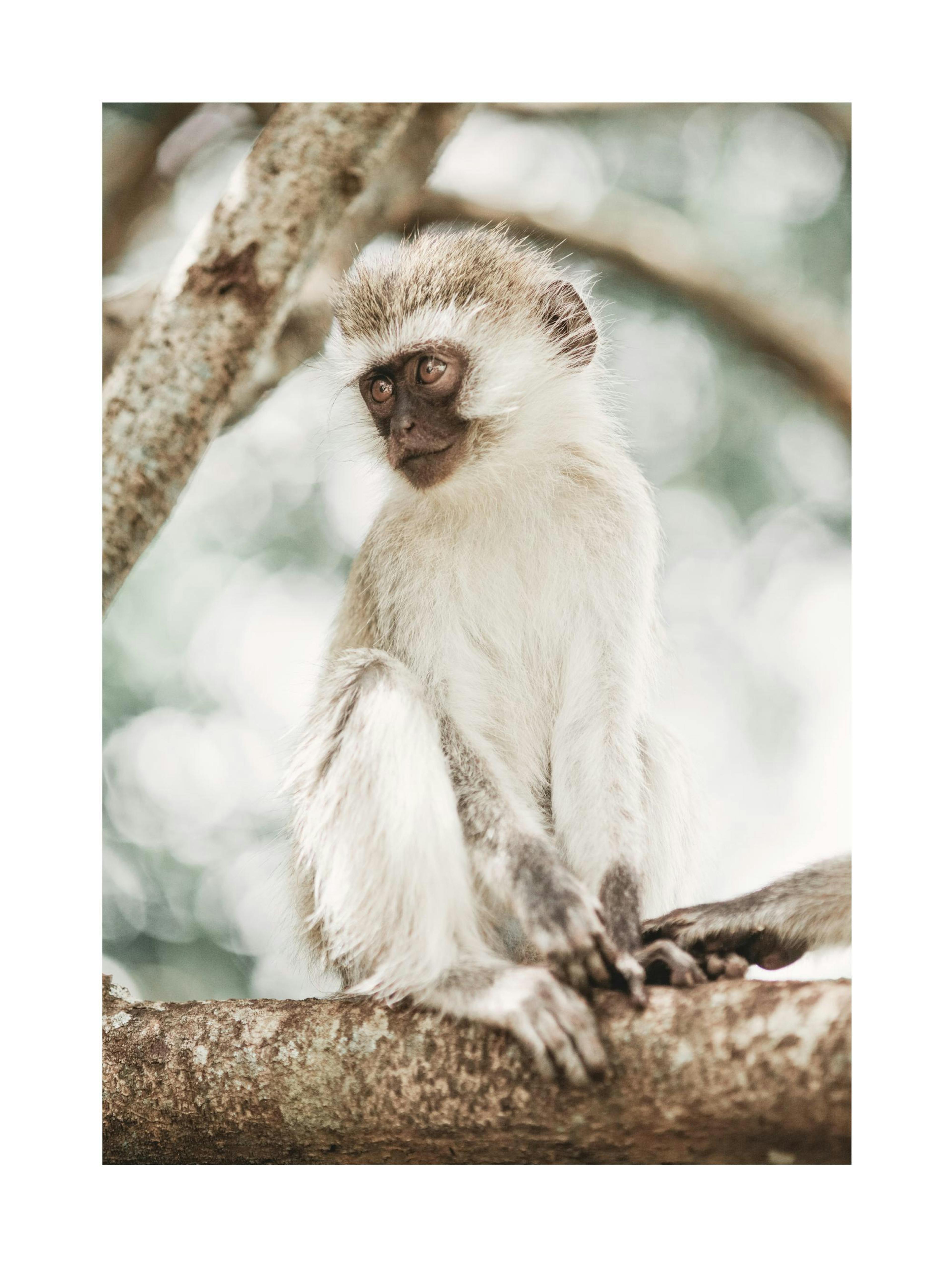 Singe dans un Arbre Poster thumbnail