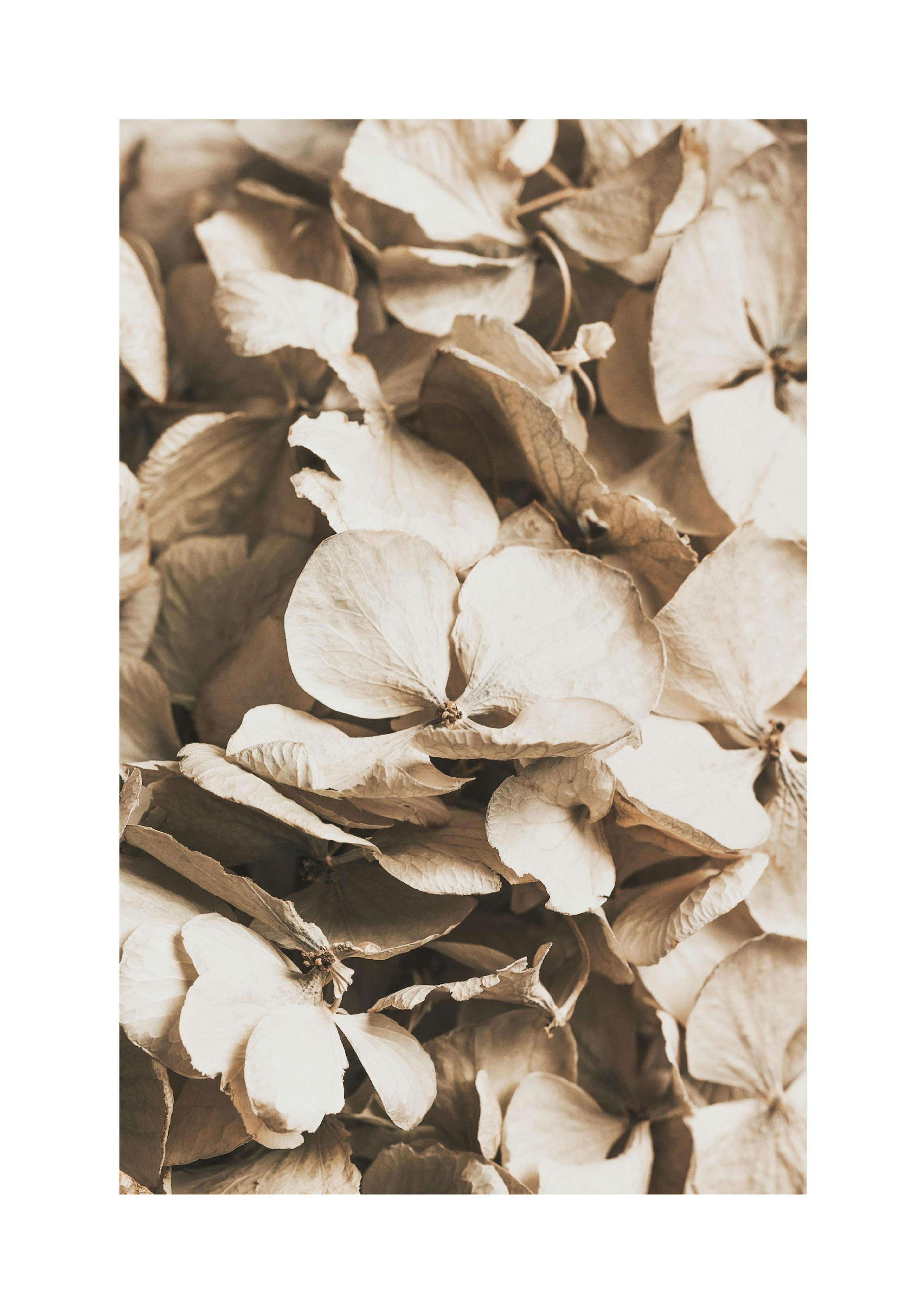 Hortensia Séchée Poster thumbnail