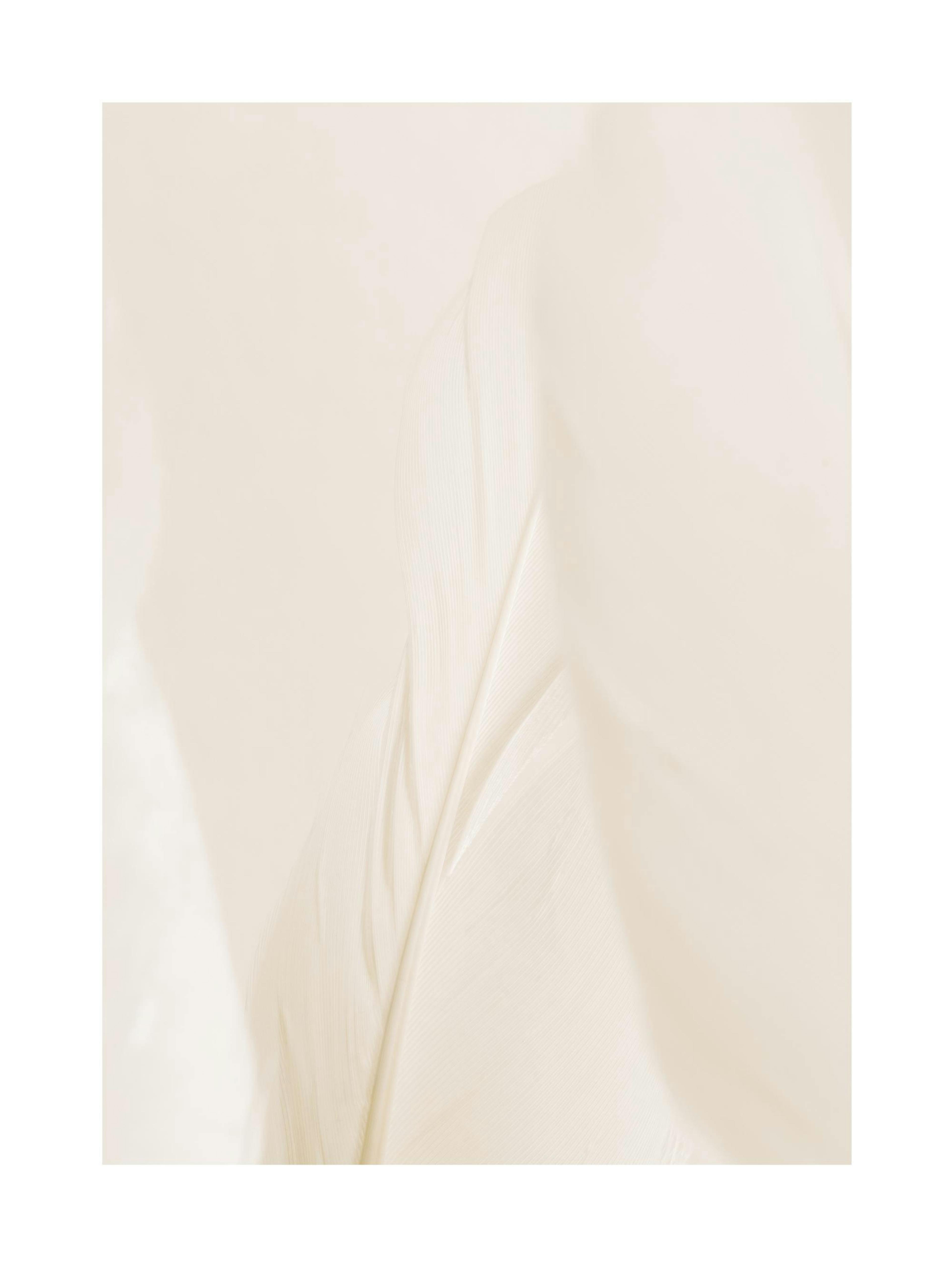 Plume Beige Poster thumbnail