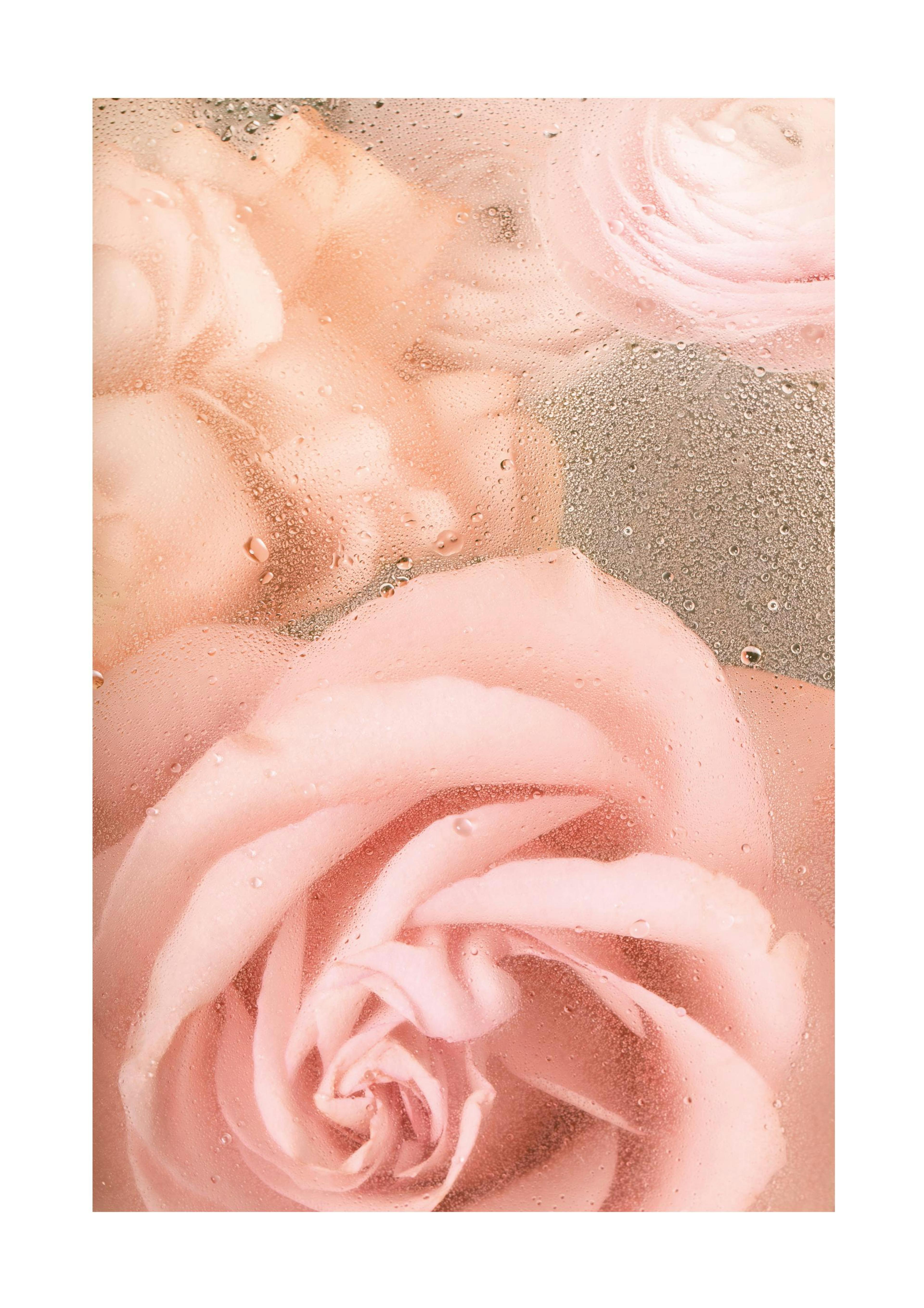 Roses Romantiques No1 Poster 0
