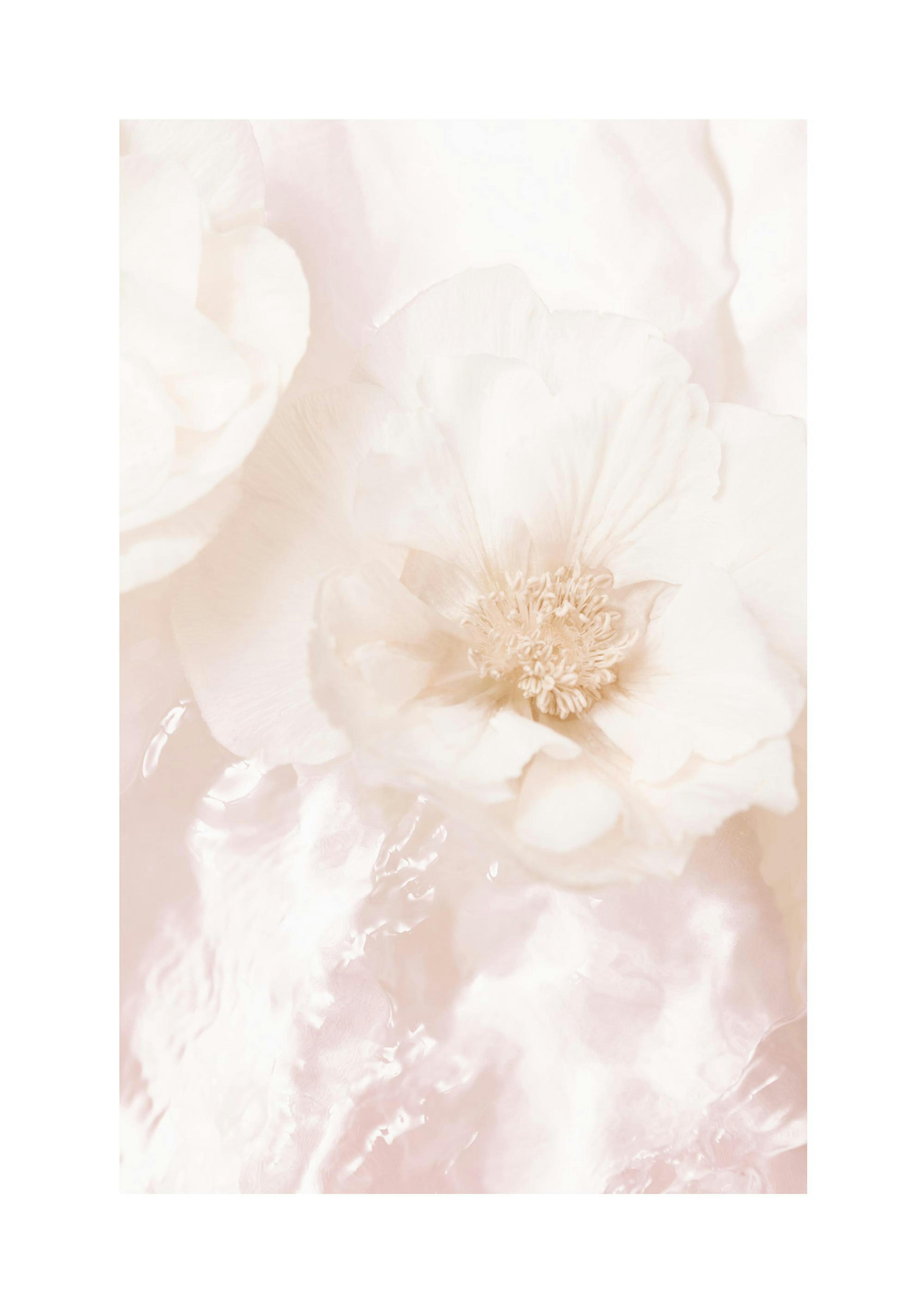 Faded Roses Poster thumbnail