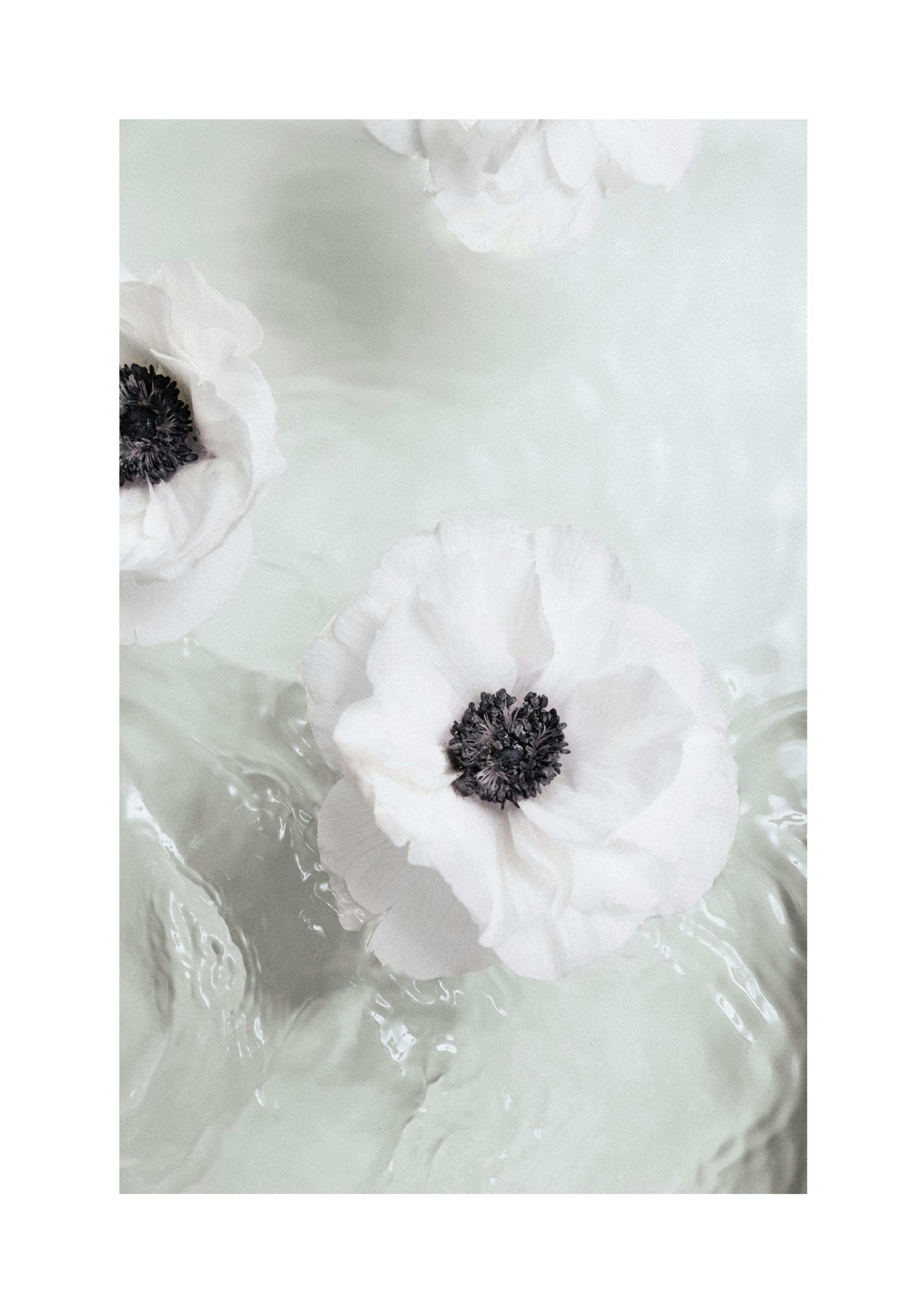 Flor en Agua Póster thumbnail
