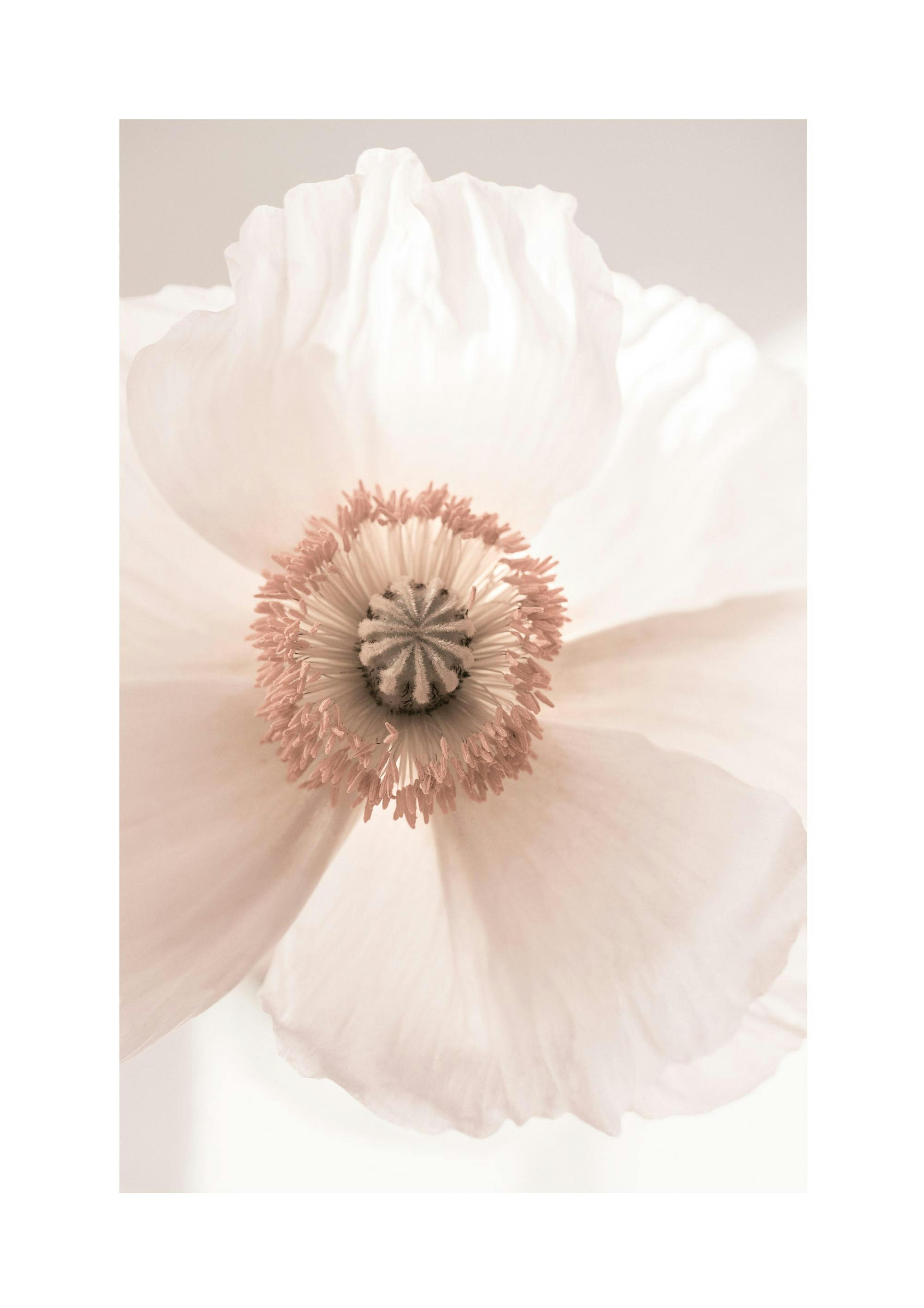 Blush Bloom Poster thumbnail